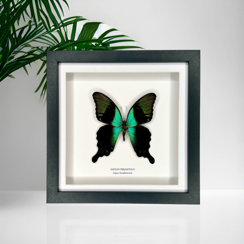 Aqua Swallowtail | Papilio Peranthus | Medium Frame - Taxidermy Entomology Home Decor Framed Natural Art