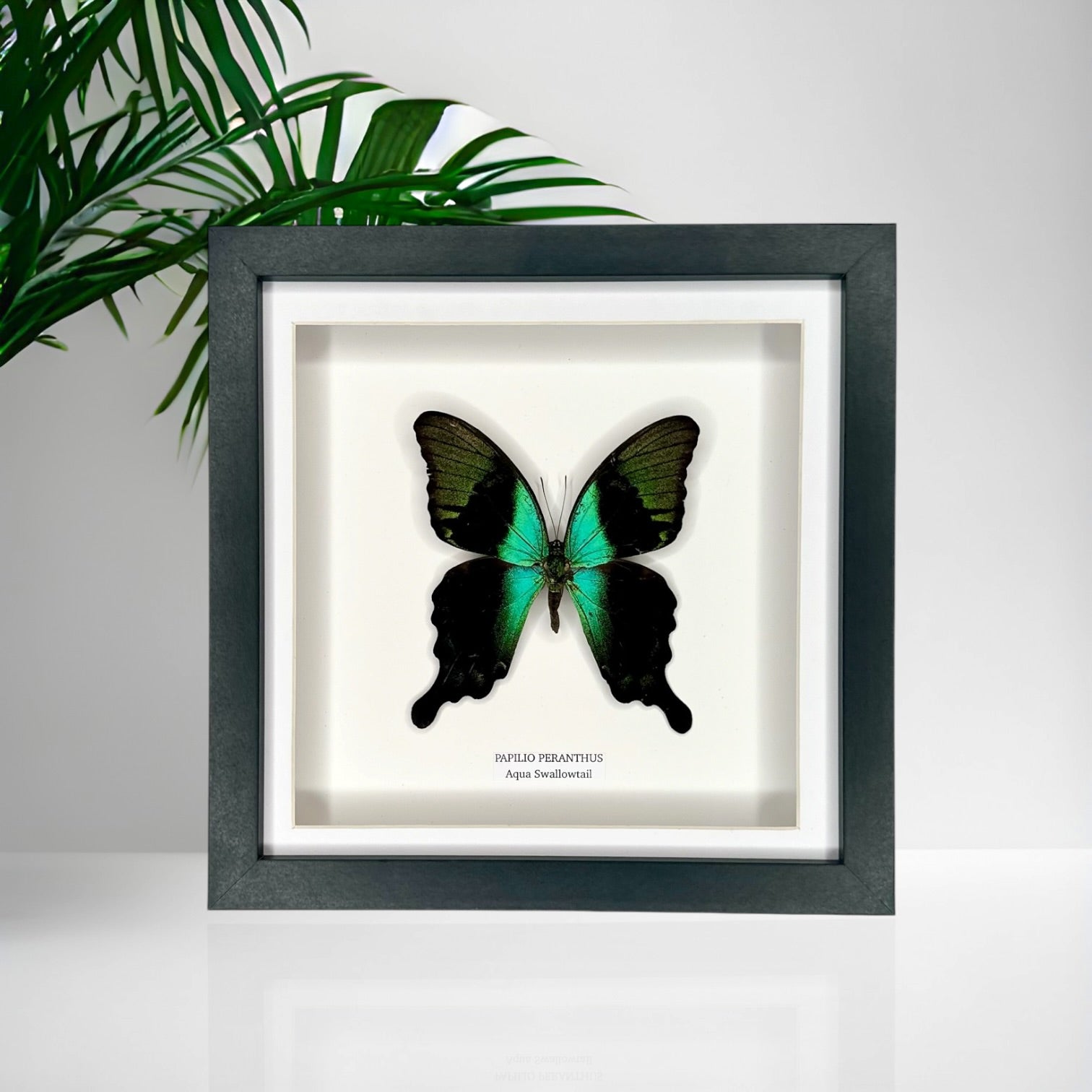 Aqua Swallowtail | Papilio Peranthus | Medium Frame - Taxidermy Entomology Home Decor Framed Natural Art