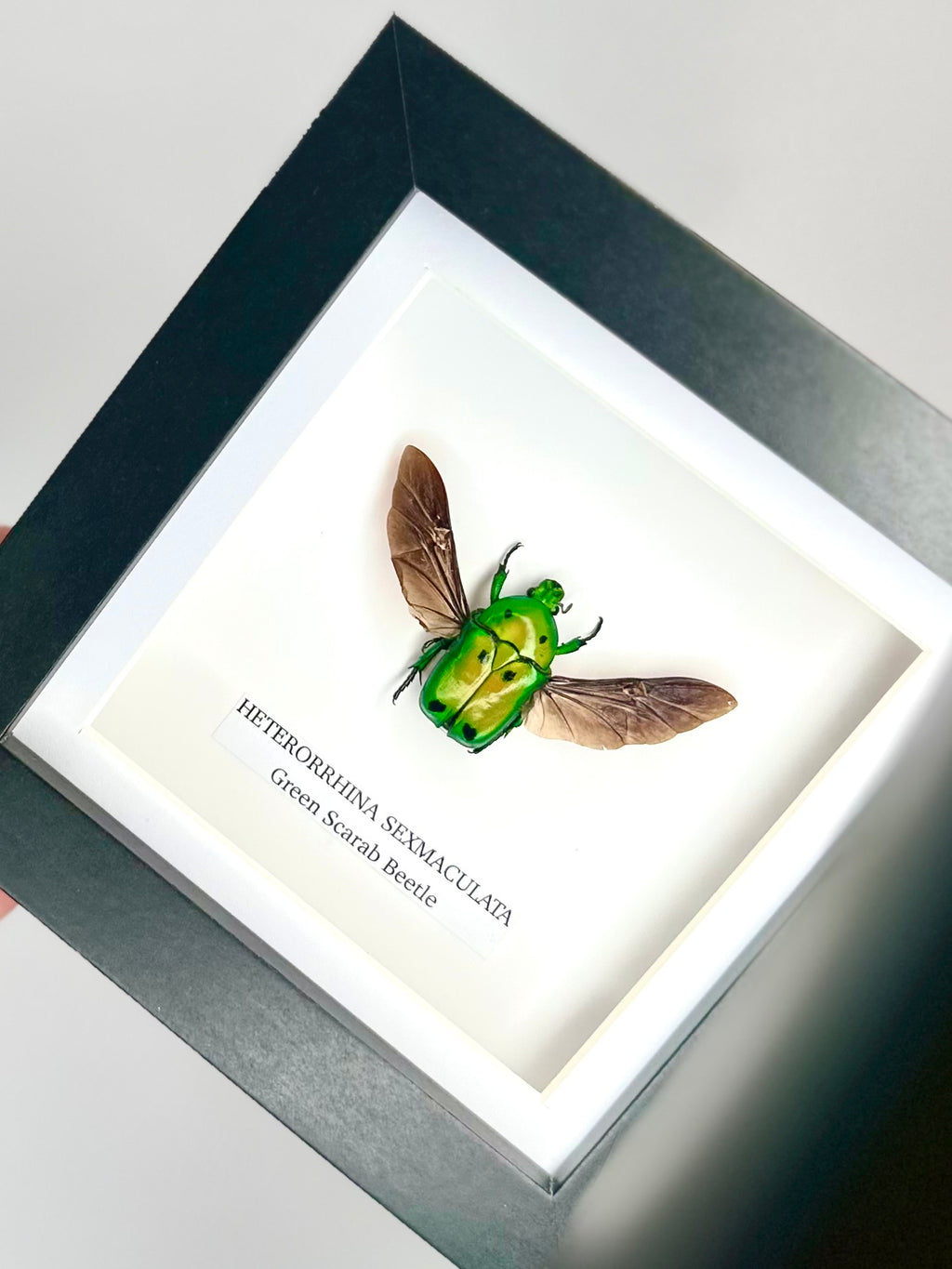Green Scarab Beetle | Heterorrhina sexmaculata | Small Frame - Insect Taxidermy Entomology Home Decor Framed Natural Art
