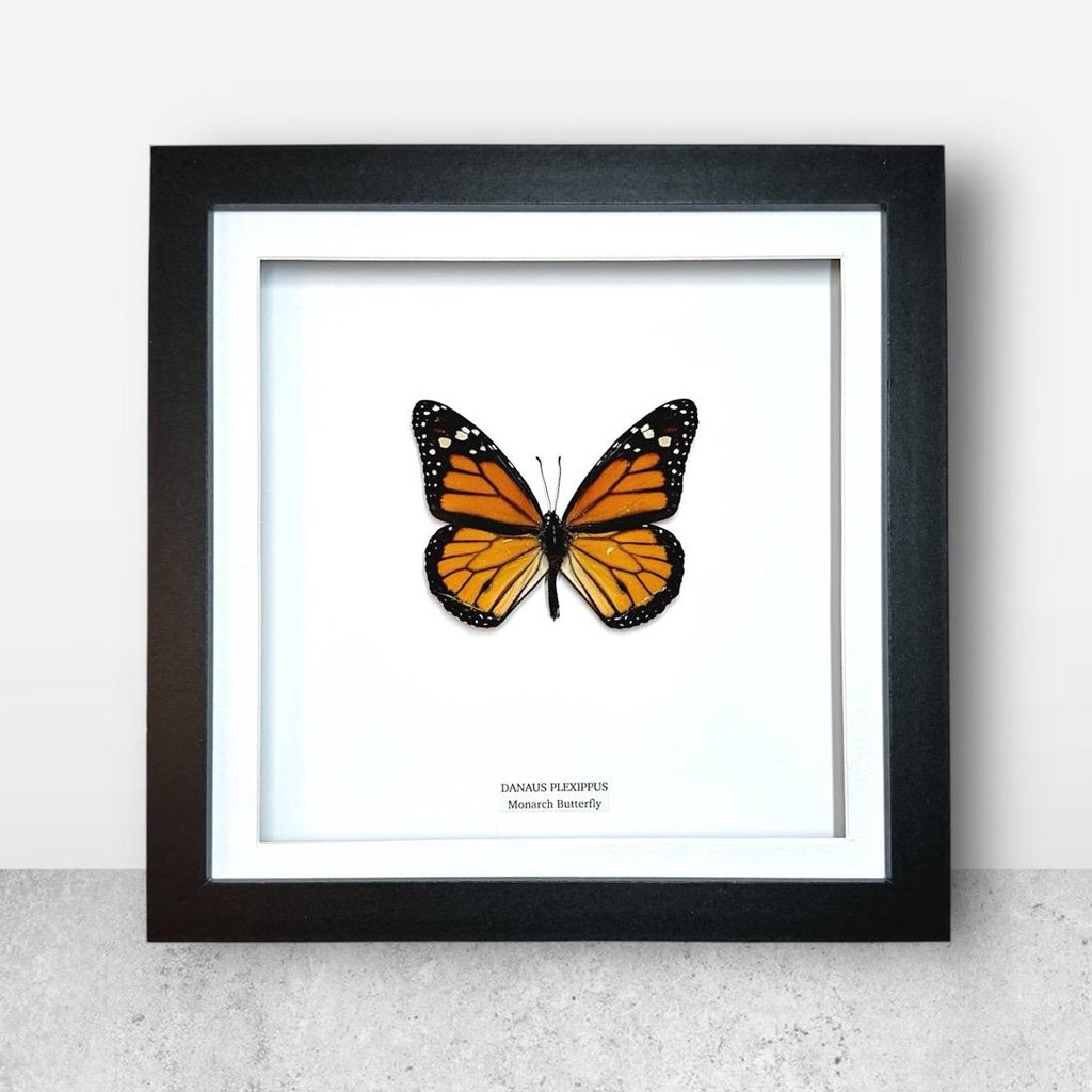 Monarch Butterfly | Danaus Plexippus | Medium Frame • Taxidermy Entomology Home Decor Framed Art