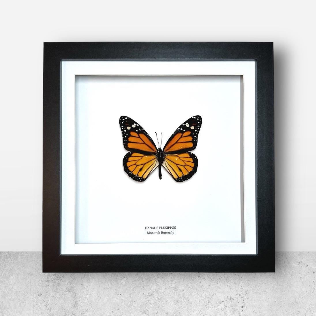 Monarch Butterfly | Danaus Plexippus | Medium Frame • Taxidermy Entomology Home Decor Framed Art
