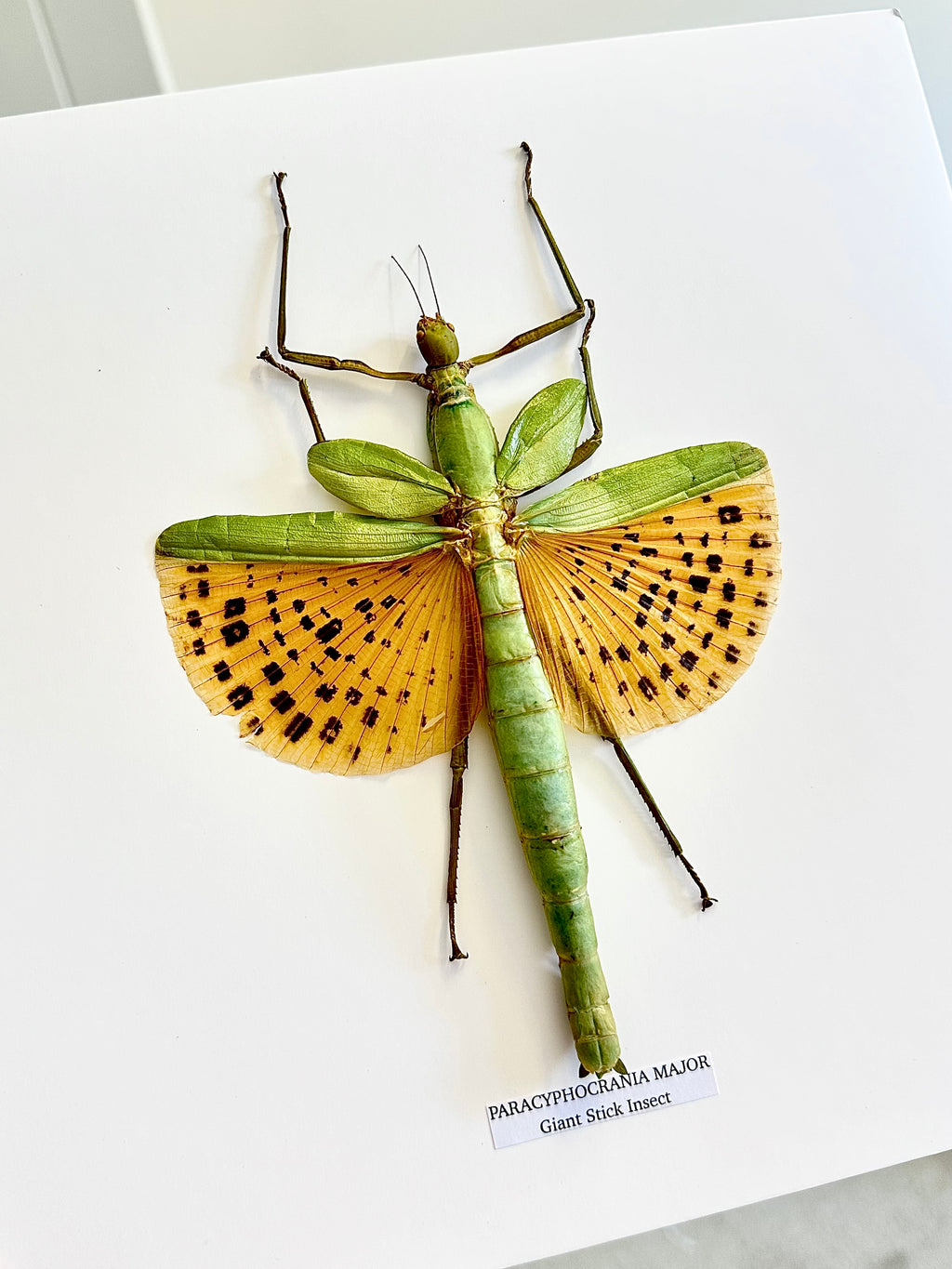 Giant Major Stick Insect | Large Frame Without Shadow Frame • Taxidermy Entomology Home Decor Framed Art