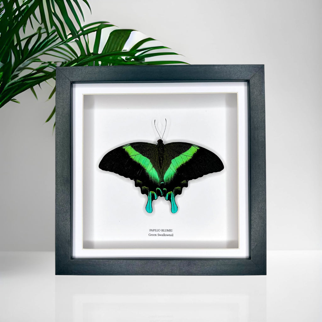 Green Swallowtail | Resting Papilio Blumei | Medium Frame - Taxidermy Entomology Home Decor Framed Natural Art