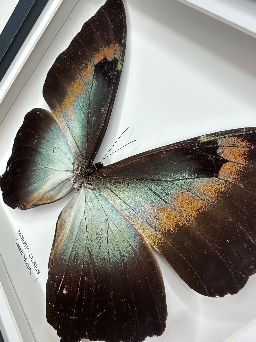 Morpho Cisseis | Medium Frame • Taxidermy Entomology Home Decor Framed Art