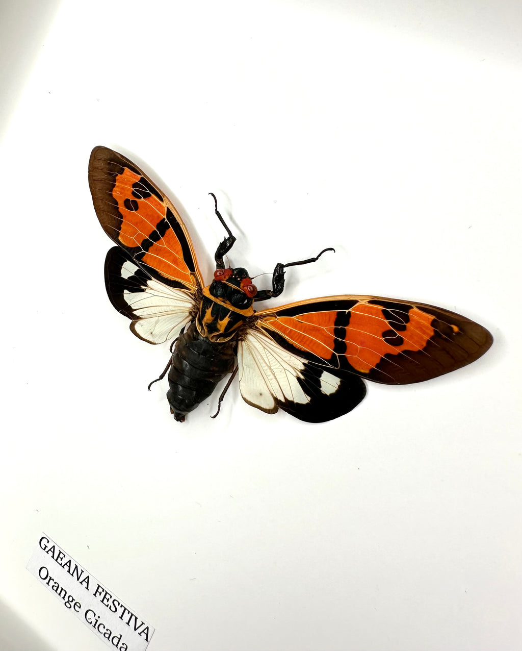 Orange Cicada | Gaeana Festiva | Medium Frame • Taxidermy Entomology Home Decor Framed Art
