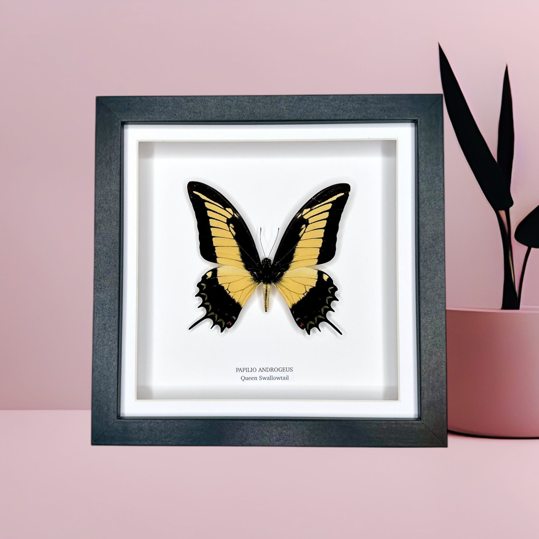Queen Swallowtail | Papilio Androgeus • Medium Frame • Taxidermy Entomology Home Decor Framed Art