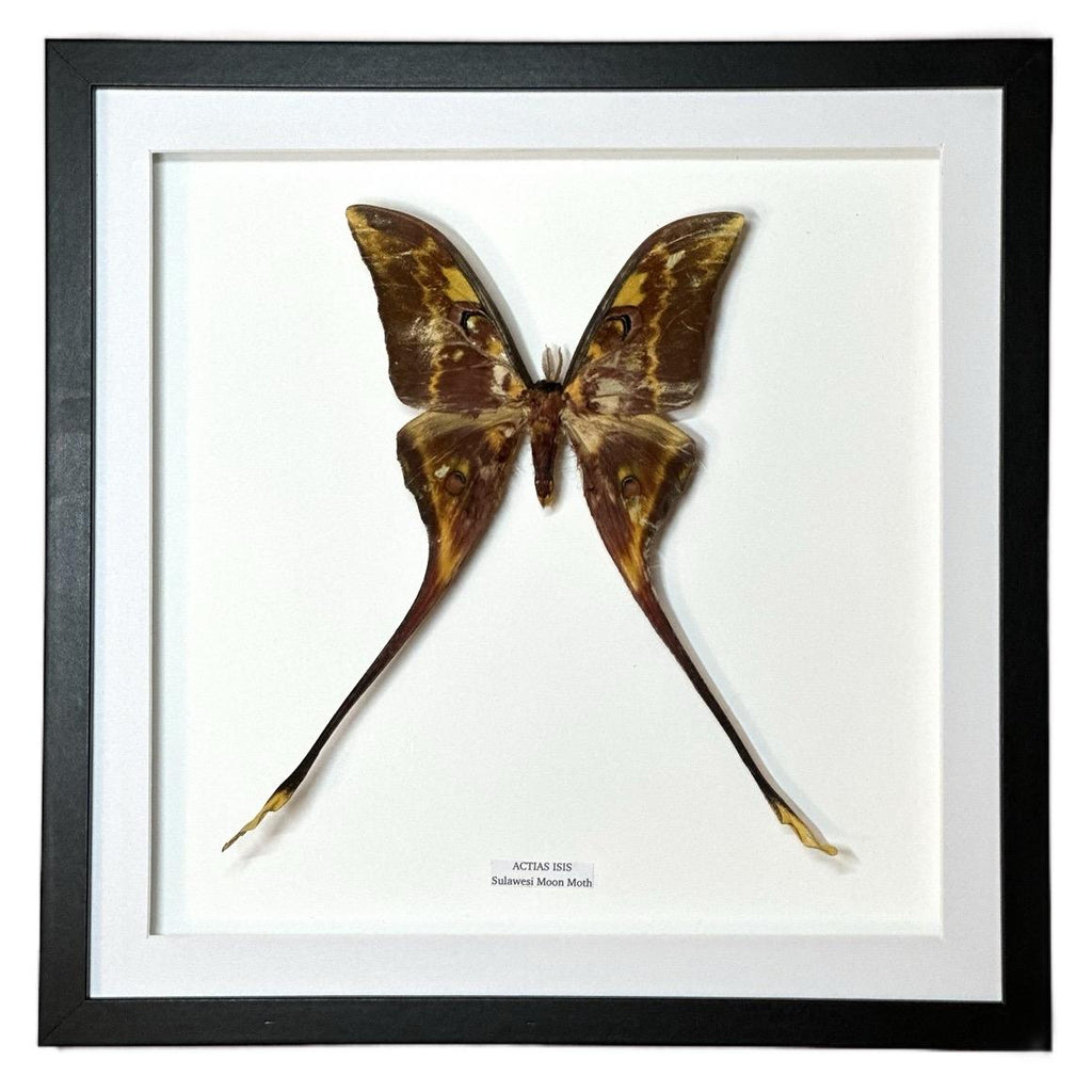 Rare Sulawesi Moon Moth - xLarge Frame