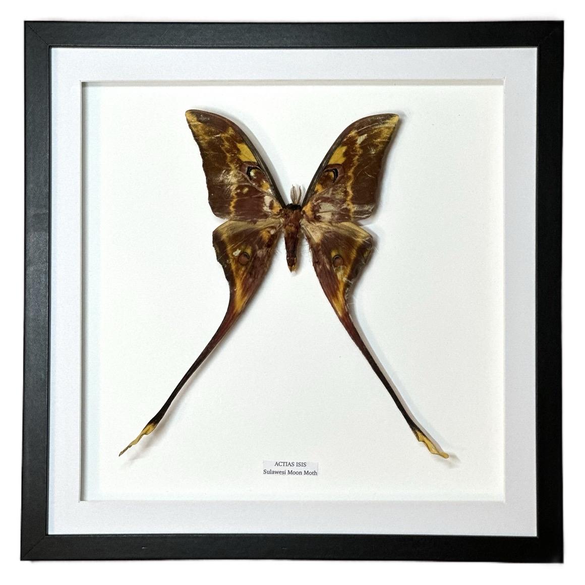 Rare Sulawesi Moon Moth - xLarge Frame