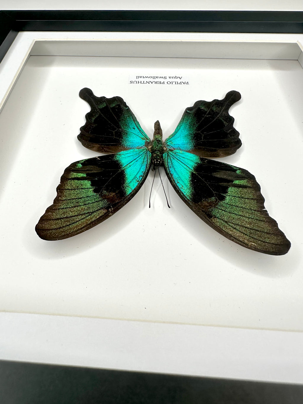 Aqua Swallowtail | Papilio Peranthus | Medium Frame - Taxidermy Entomology Home Decor Framed Natural Art