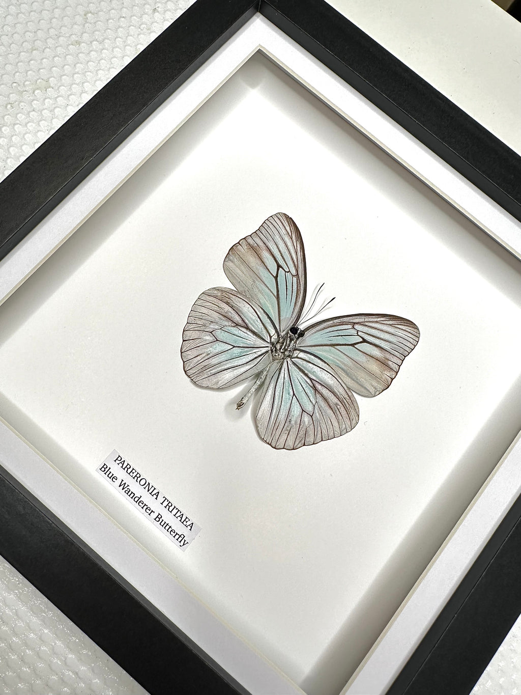 Blue Wanderer Butterfly Underwing | Pareronia Tritaea • Medium Frame • Real Taxidermy Art