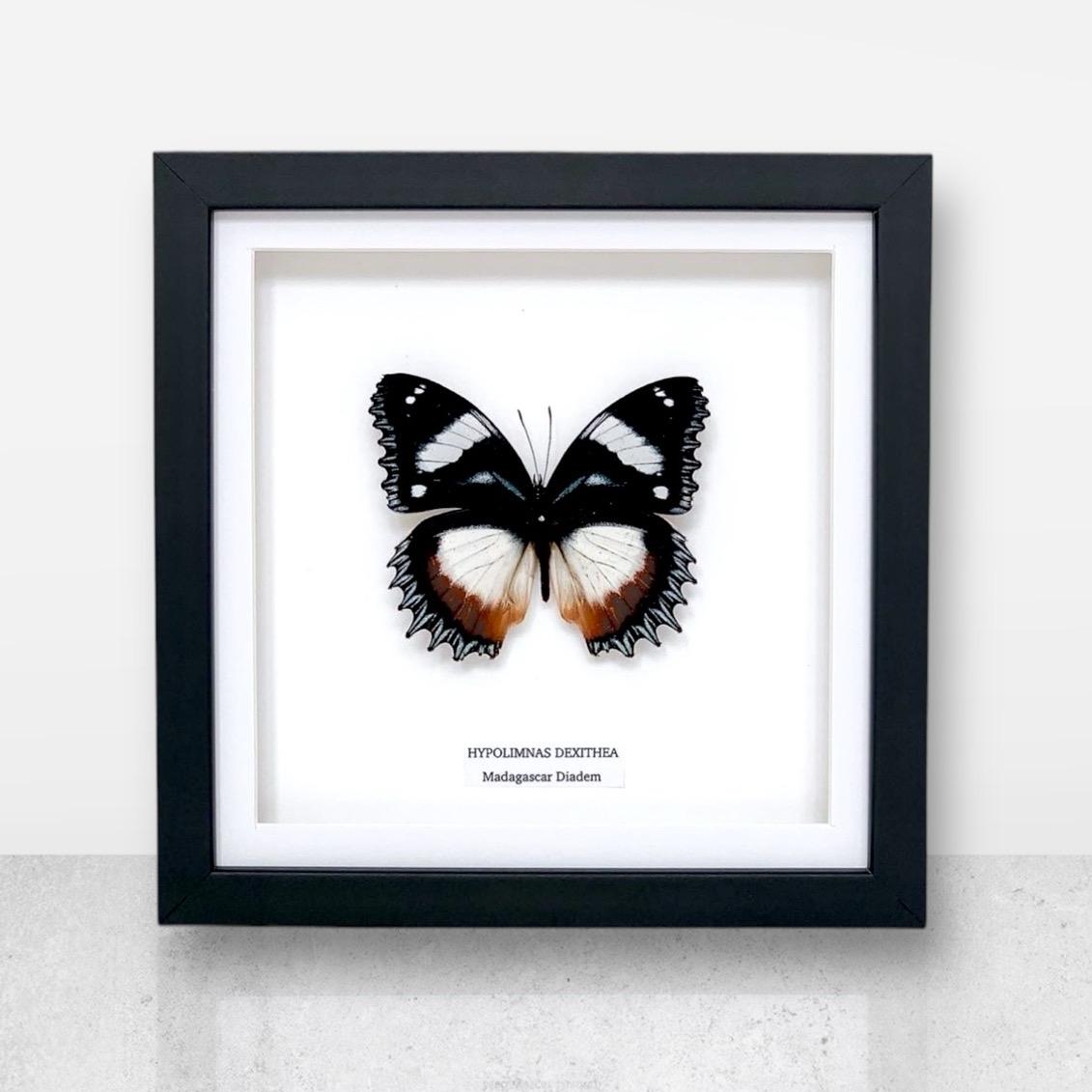 Madagascar Diadem | ’Cat Face’ | Medium Frame • Taxidermy Entomology Home Decor Framed Art