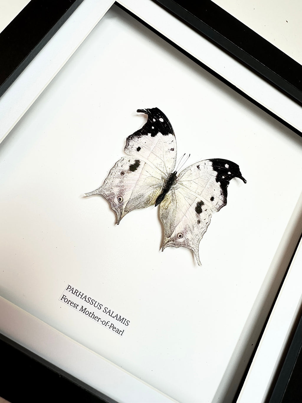 Forest Mother-of-pearl | Parhassus Salamis | Medium Frame • Taxidermy Entomology Home Decor Framed Art