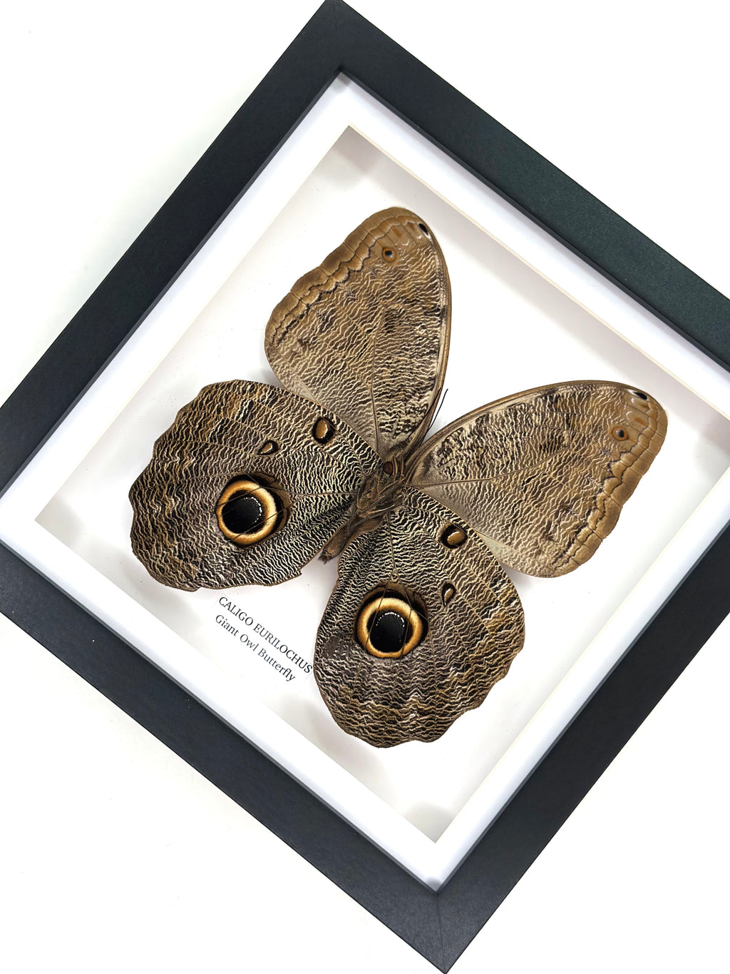 Giant Owl Butterfly | Caligo Eurilochus • Medium Frame • Entomology Frame