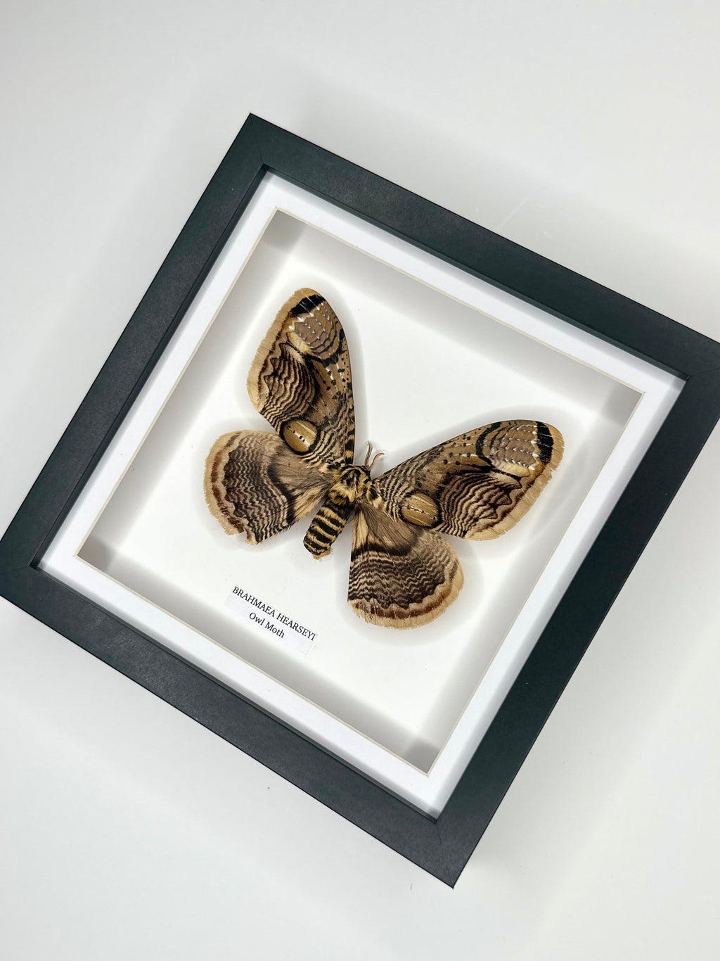 Owl Moth | Brahmaea Hearseyi | Medium Frame - Taxidermy Entomology Home Decor Framed Natural Art