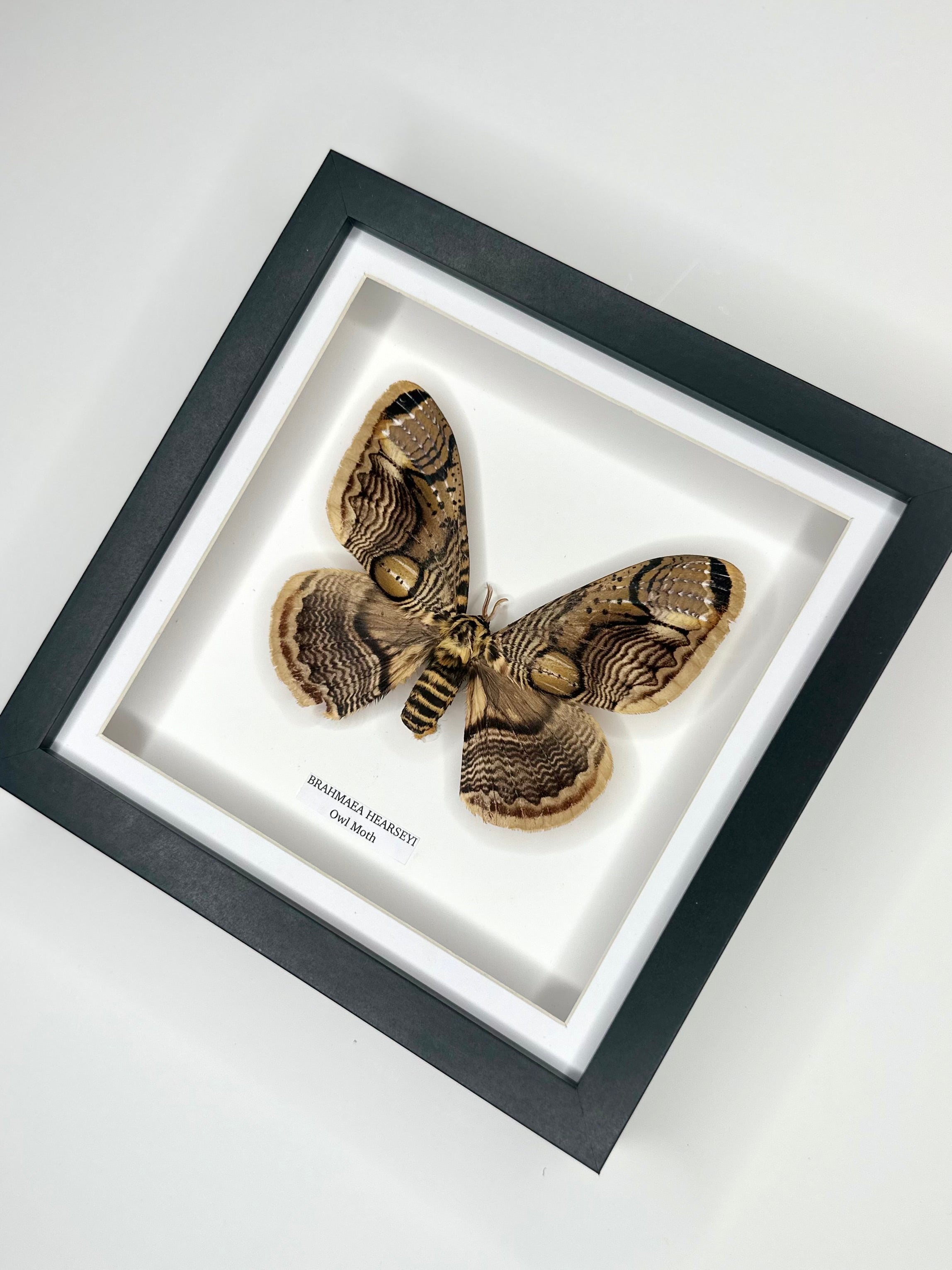 Owl Moth | Brahmaea Hearseyi | Medium Frame - Taxidermy Entomology Home Decor Framed Natural Art