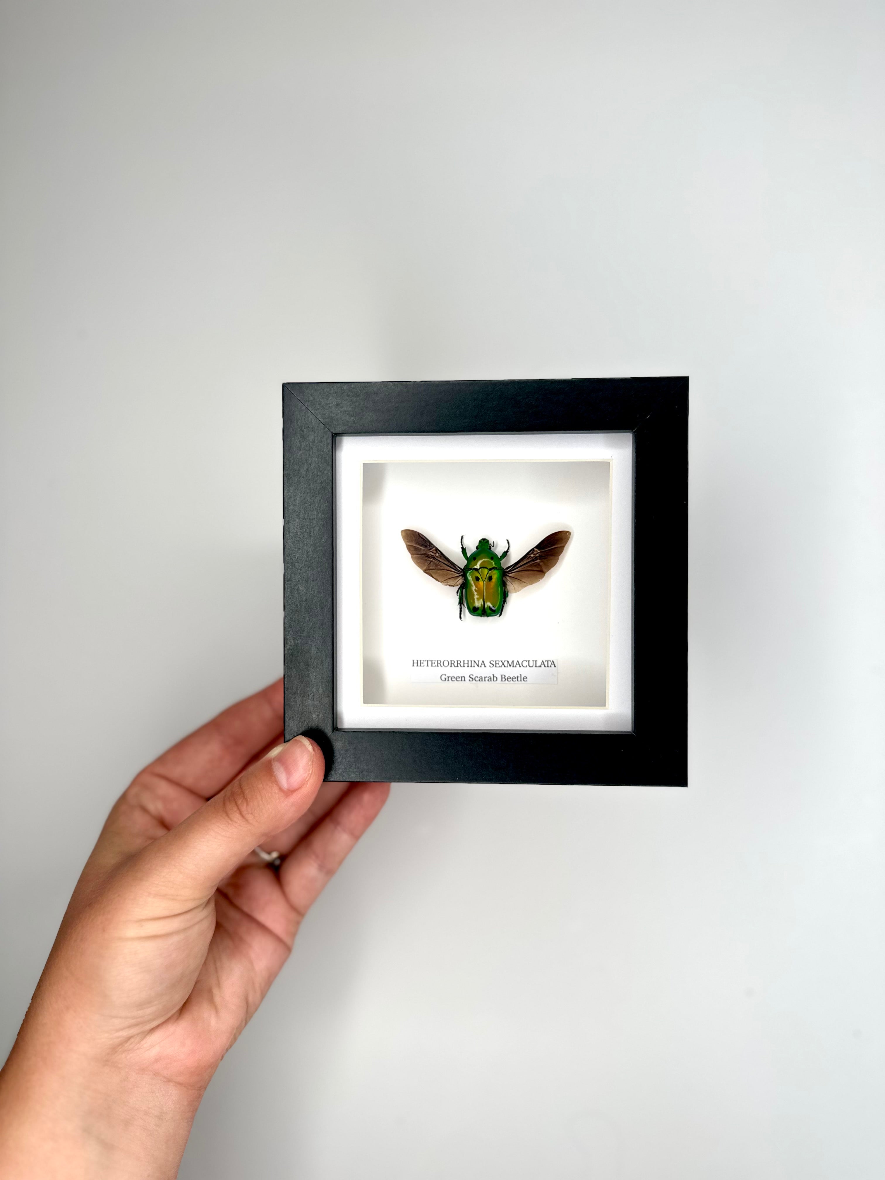 Green Scarab Beetle | Heterorrhina sexmaculata | Small Frame - Insect Taxidermy Entomology Home Decor Framed Natural Art