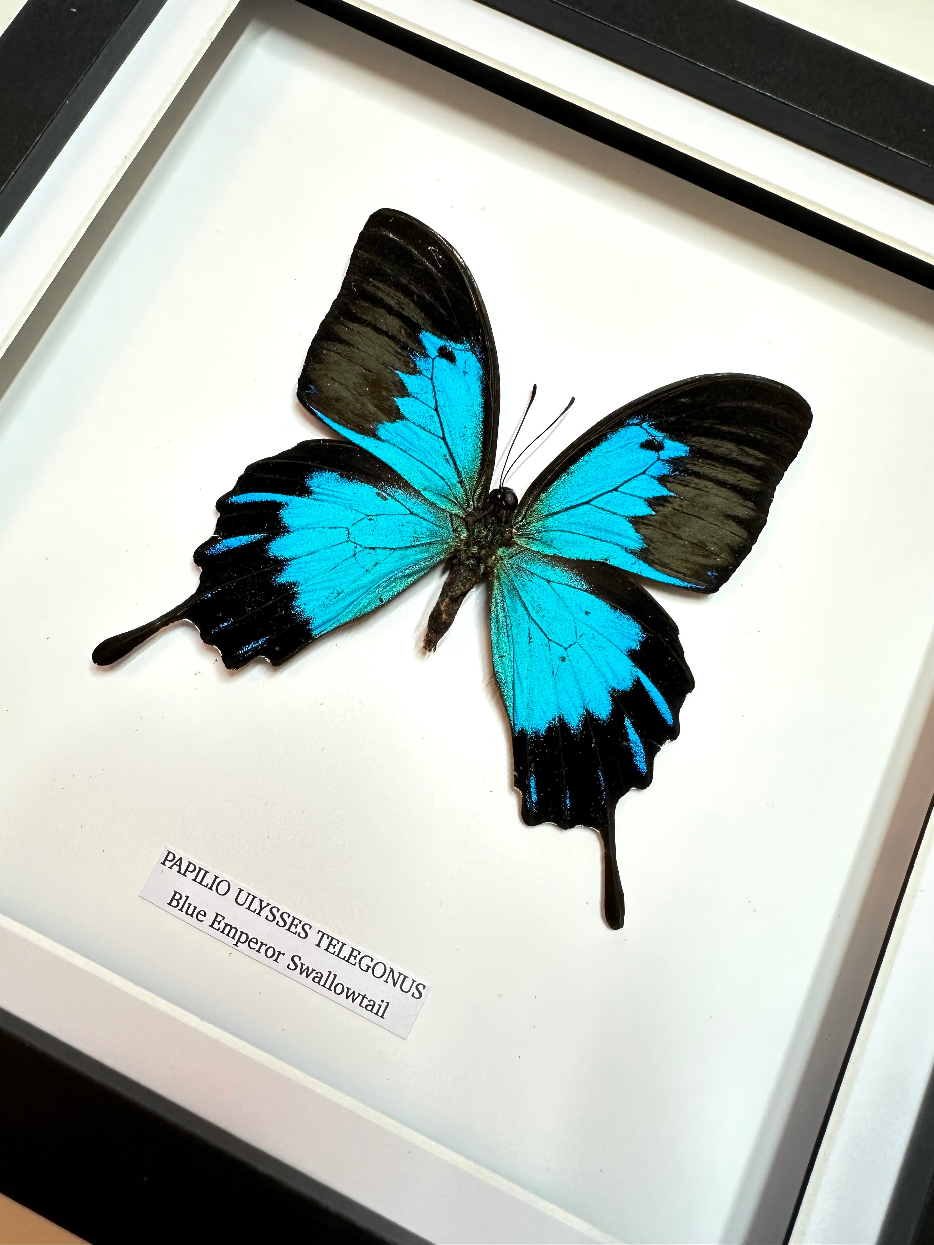 Blue Emperor Swallowtail | Papilio Ulysses Telegonus | Medium Frame • Taxidermy Entomology Home Decor Framed Art
