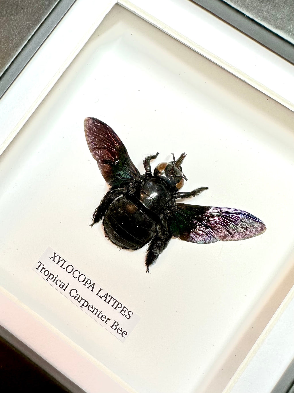 Black Tropical Carpenter Bee | Xylocopa Latipes | Small Frame • Taxidermy Entomology Home Decor Framed Art
