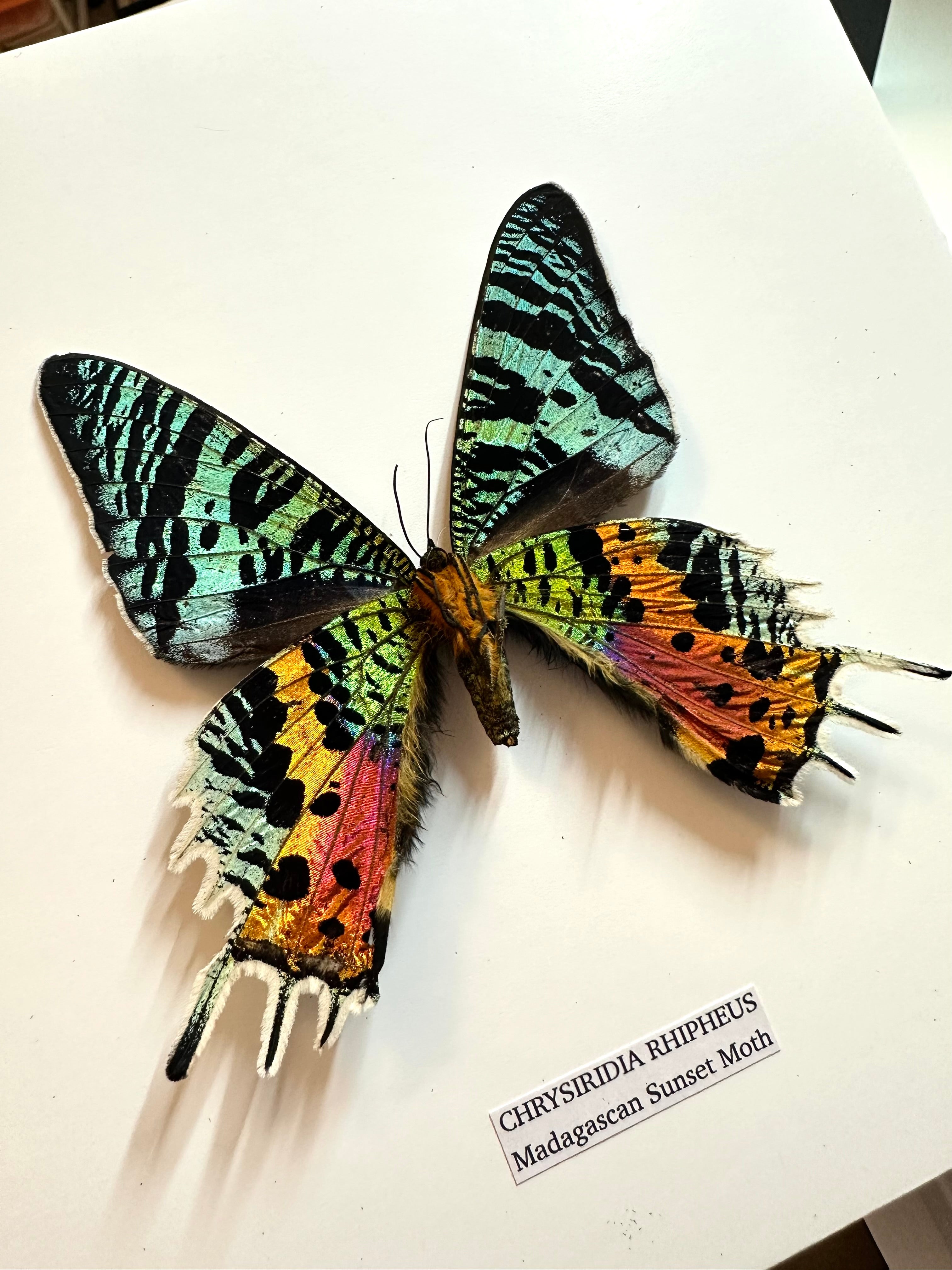 Madagascan Sunset Moth Underwing | Medium Frame • Taxidermy Entomology Home Decor Framed Art
