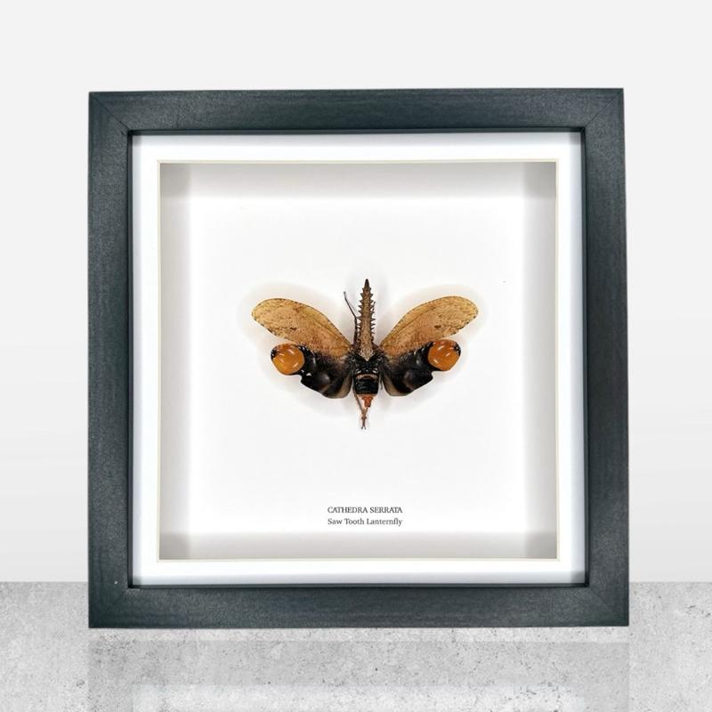 Rare Saw Tooth Lanternfly | Cathedra Serrata | Medium Framed Insect • Taxidermy Entomology Home Decor Framed Art