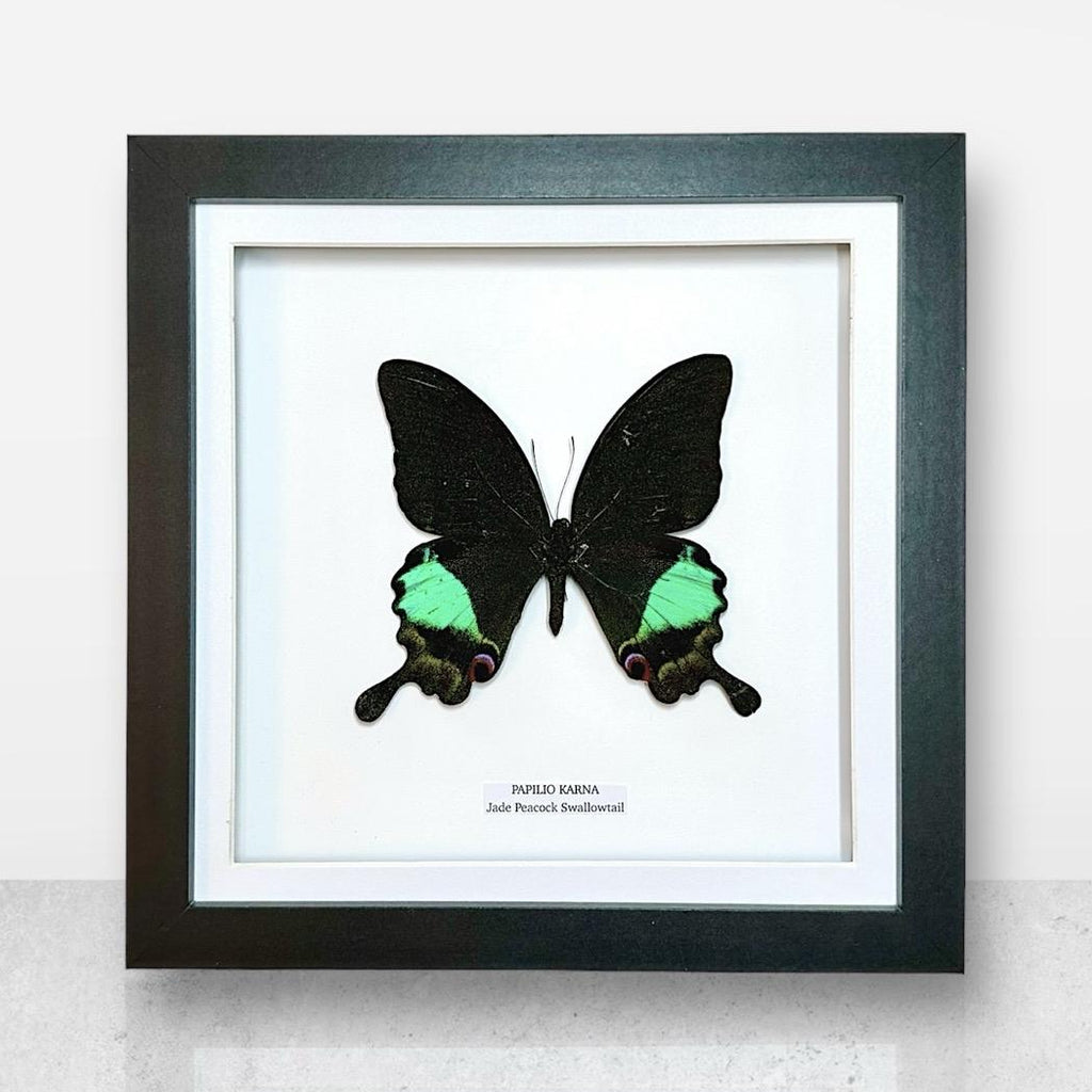 Jade Peacock Swallowtail | Papilo Karna | Medium Frame • Taxidermy Entomology Home Decor Framed Art