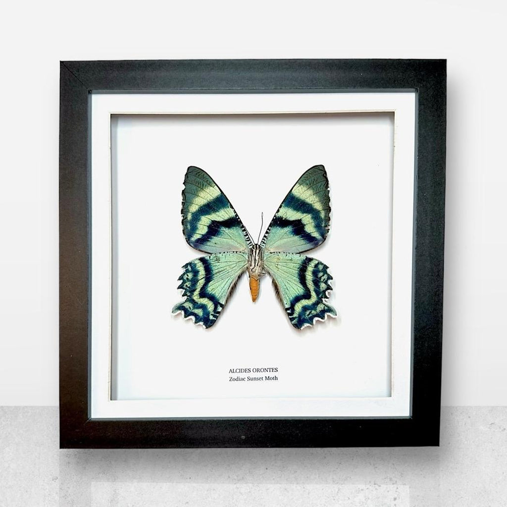 Zodiac Sunset Moth Underwing | Alcides Orontes | Medium Frame • Taxidermy Entomology Home Decor Framed Art