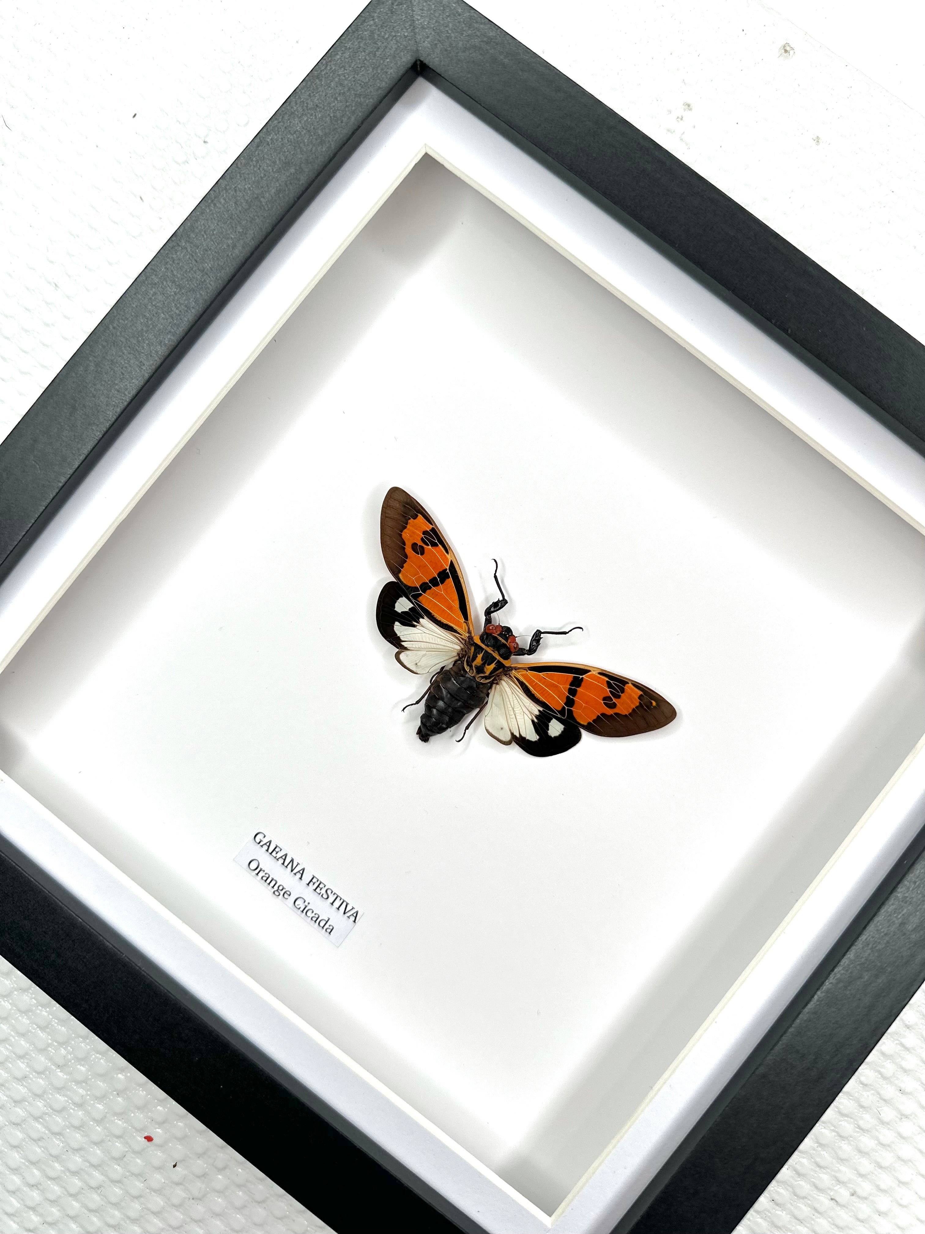 Orange Cicada | Gaeana Festiva | Medium Frame • Taxidermy Entomology Home Decor Framed Art