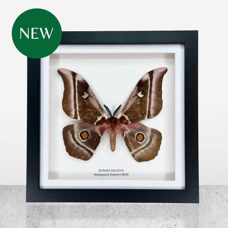 Madagascar Emperor Moth | Bunaea Aslauga | Medium Frame • Taxidermy Entomology Home Decor Framed Art