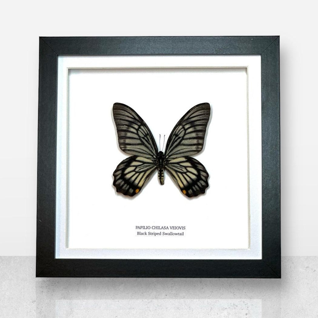 Black Striped Swallowtail | Chilasa Veiovis • Medium Frame • Real Taxidermy Art