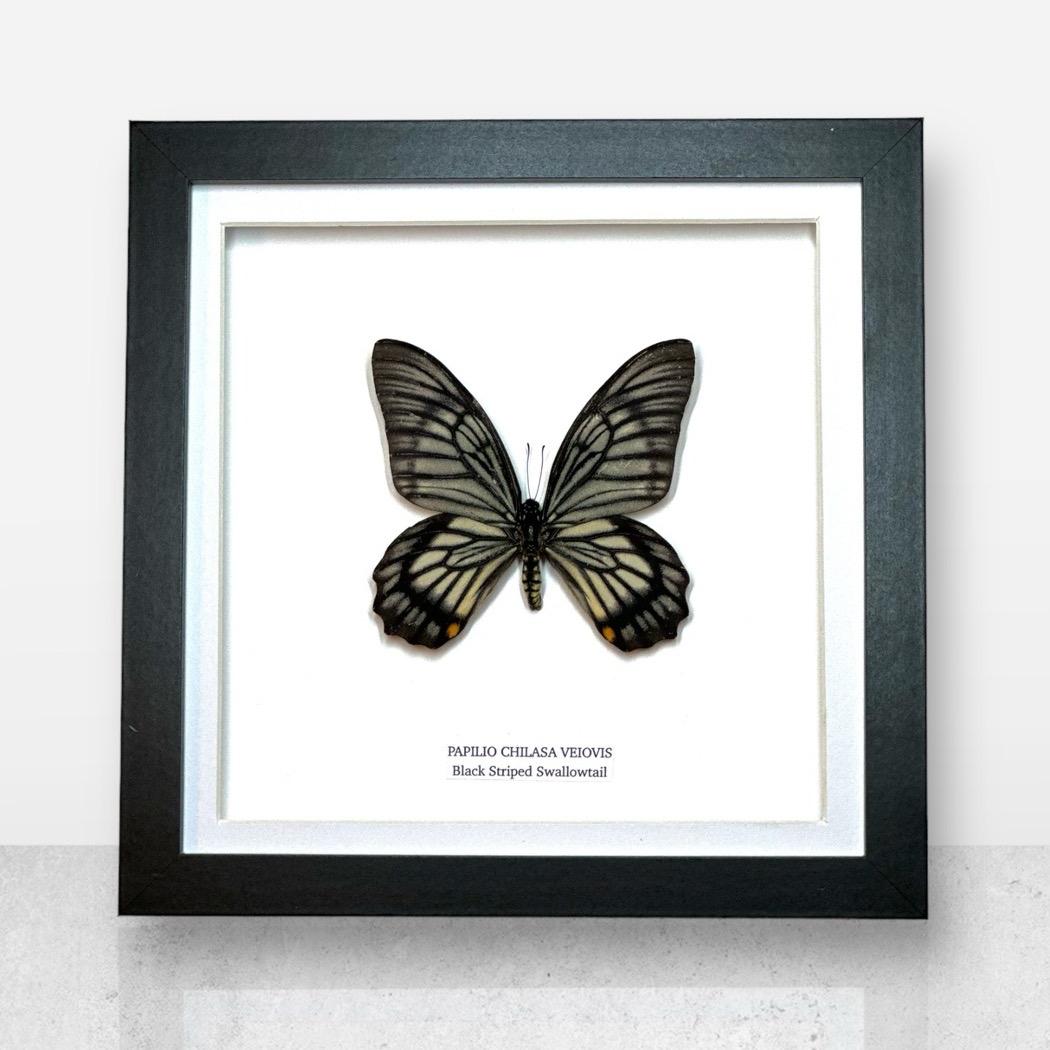 Black Striped Swallowtail | Chilasa Veiovis • Medium Frame • Real Taxidermy Art