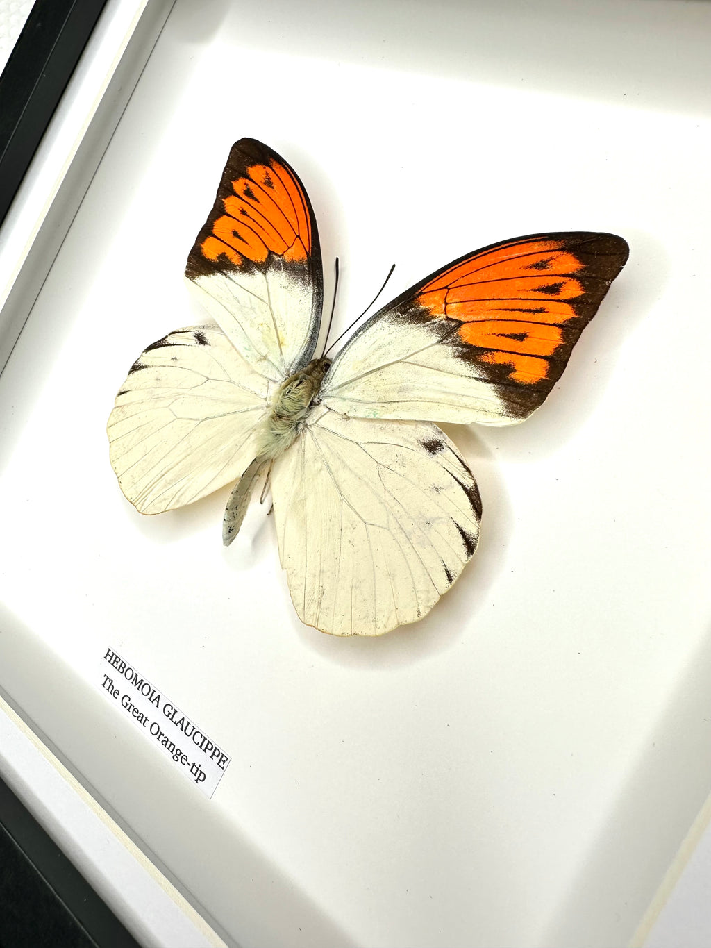 The Great Orange-tip | Medium Frame • Taxidermy Entomology Home Decor Framed Art