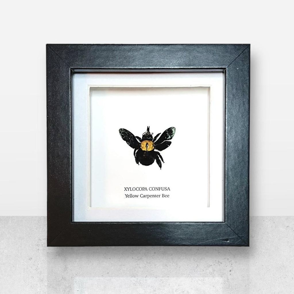 Yellow Carpenter Bee | Xylocopa Confusa | Small Frame • Taxidermy Entomology Home Decor Framed Art