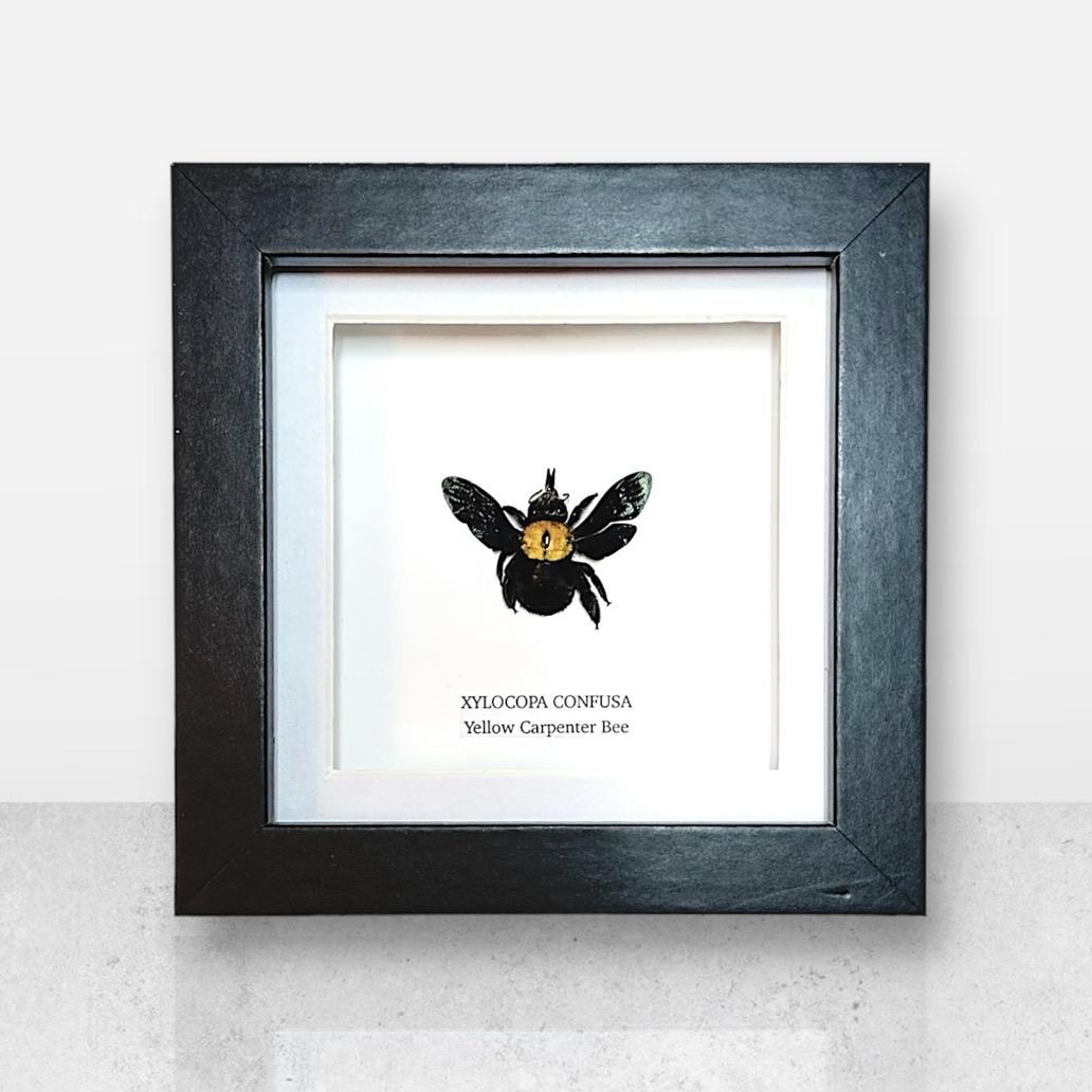 Yellow Carpenter Bee | Xylocopa Confusa | Small Frame • Taxidermy Entomology Home Decor Framed Art