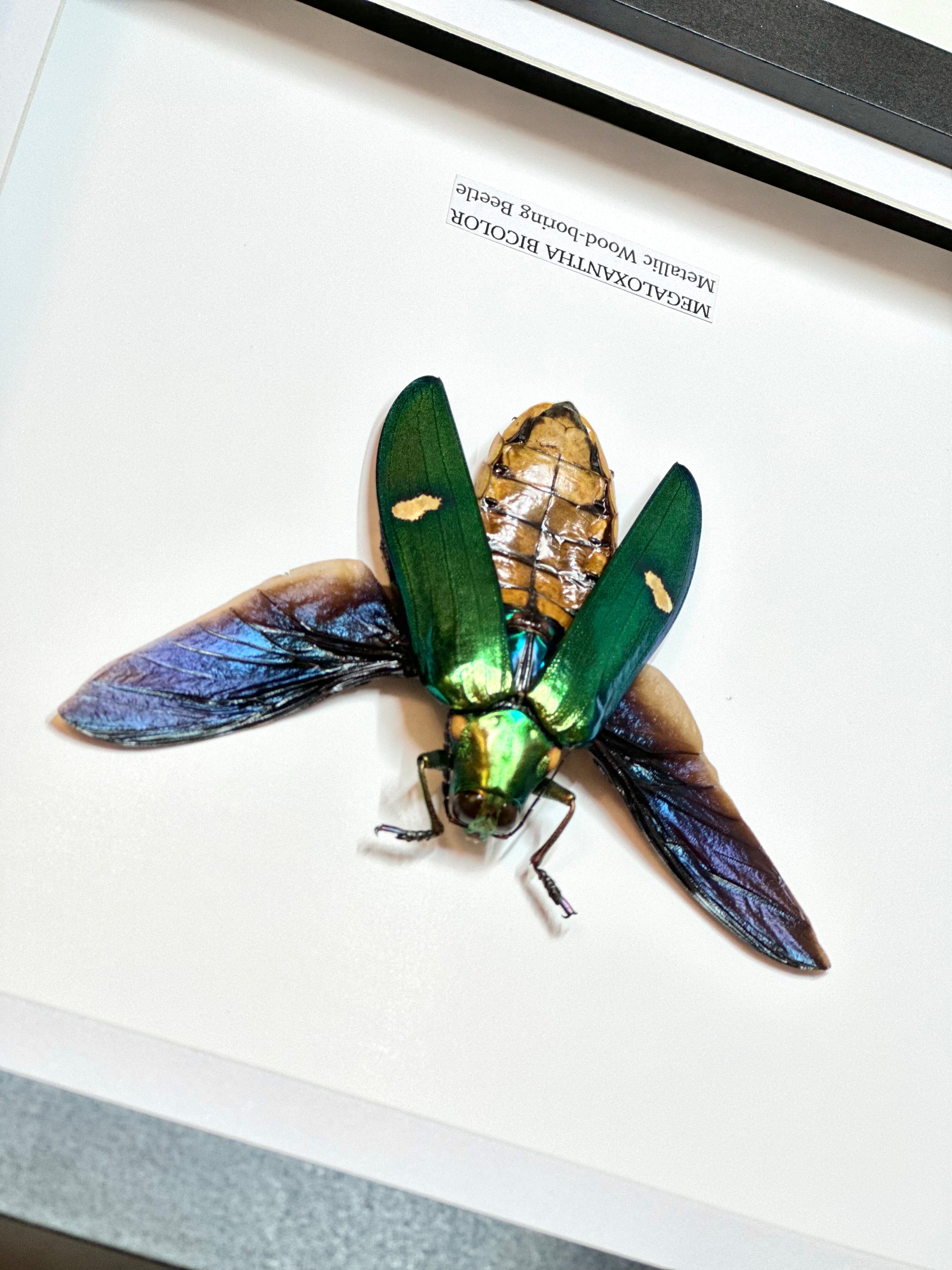 Giant Metallic Wood-boring Beetle | Medium Frame • Taxidermy Entomology Home Decor Framed Art
