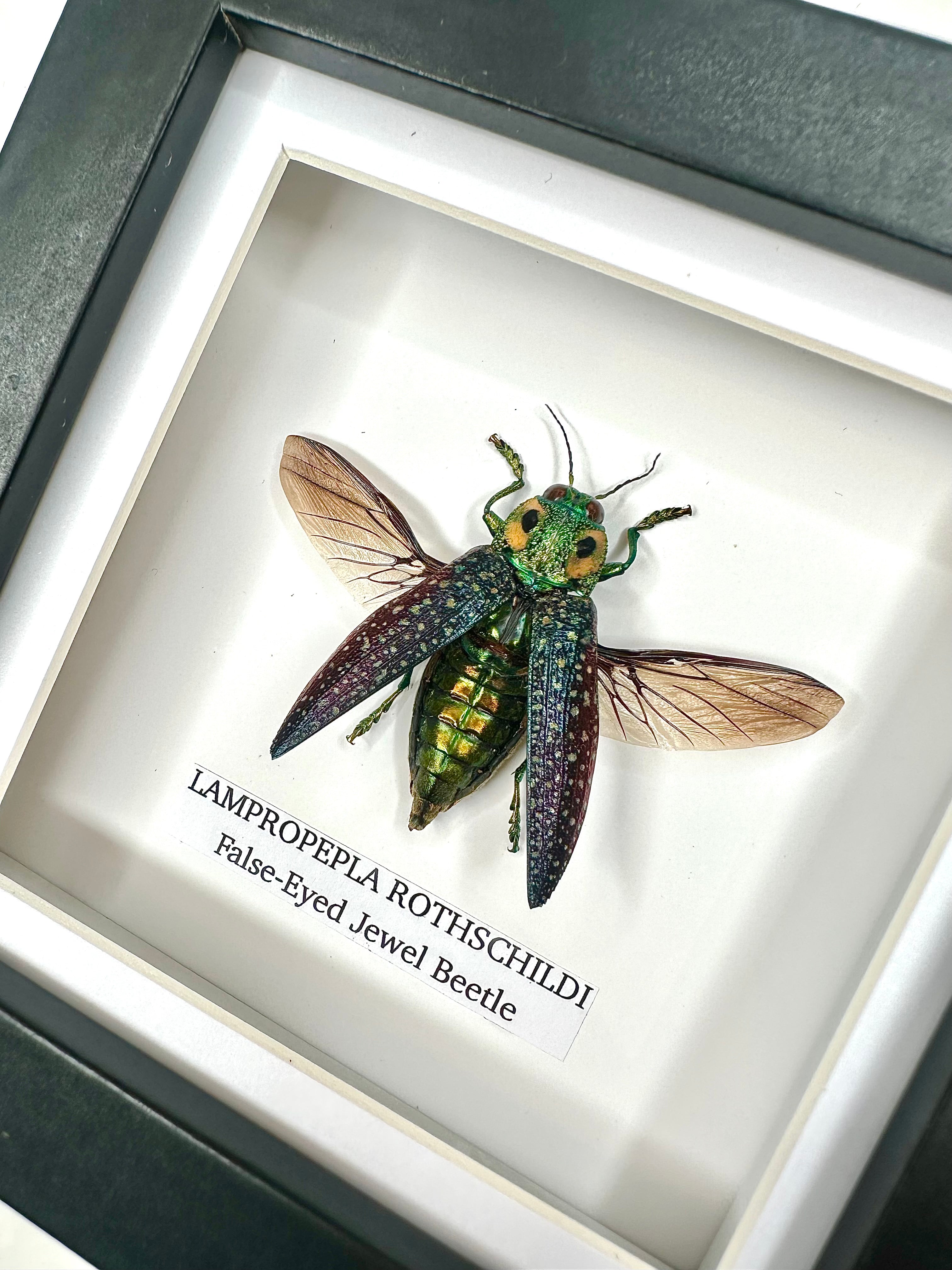 False-eyed Jewel Beetle | Lampropepla Rothschildi • Taxidermy Entomology Home Decor Framed Art
