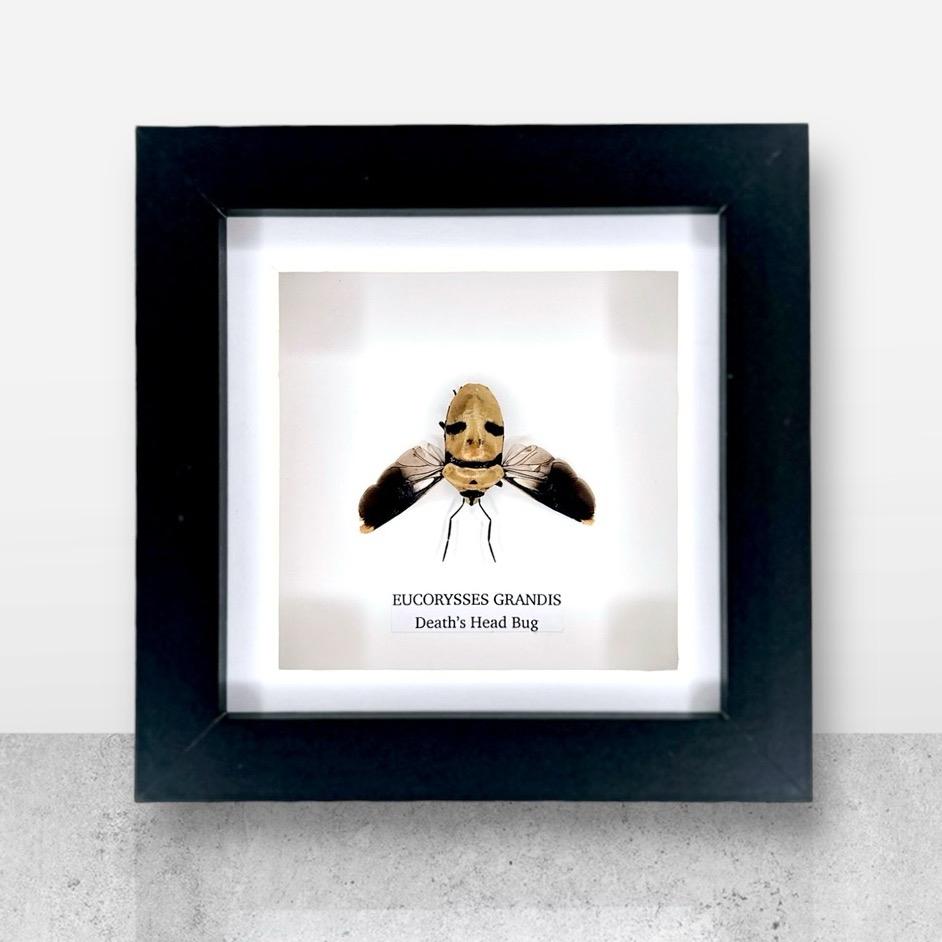 Death’s Head Bug | Eucorysses Gandis | Small Frame • Taxidermy Entomology Home Decor Framed Art