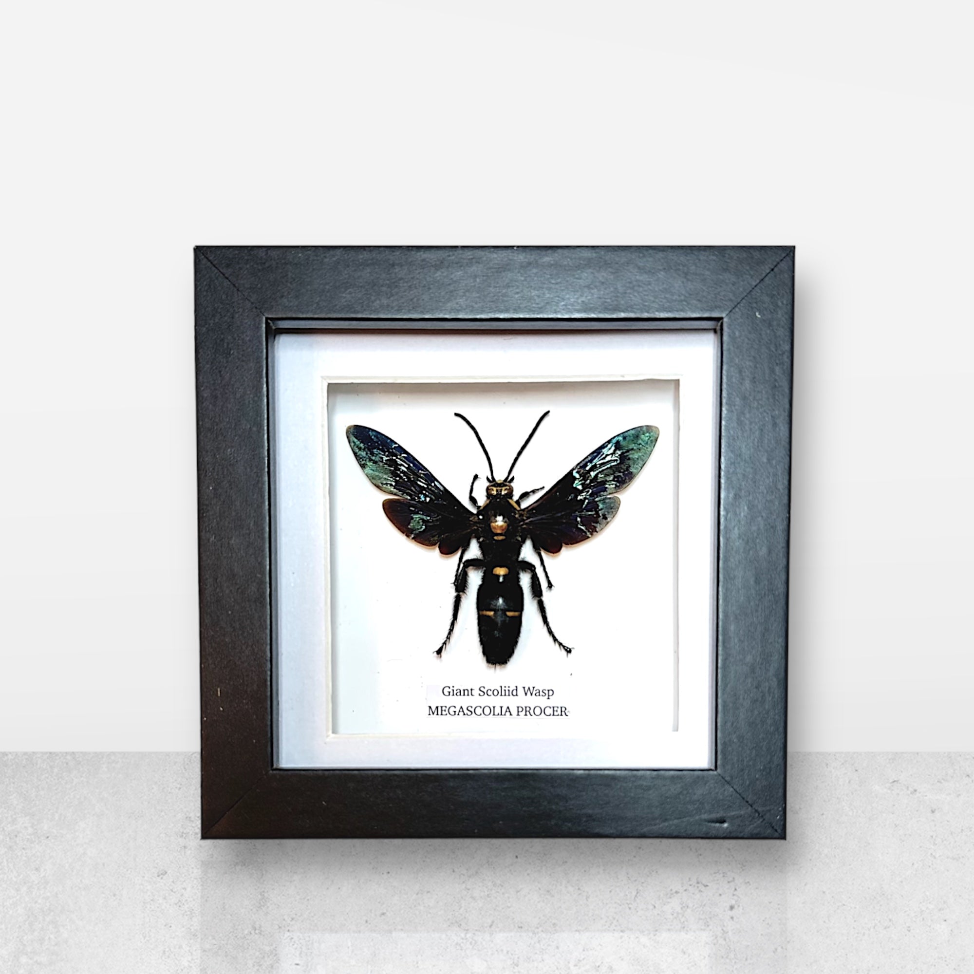 Giant Scoliid Wasp | Male Megascolia Procer | Small Frame • Taxidermy Entomology Home Decor Framed Art