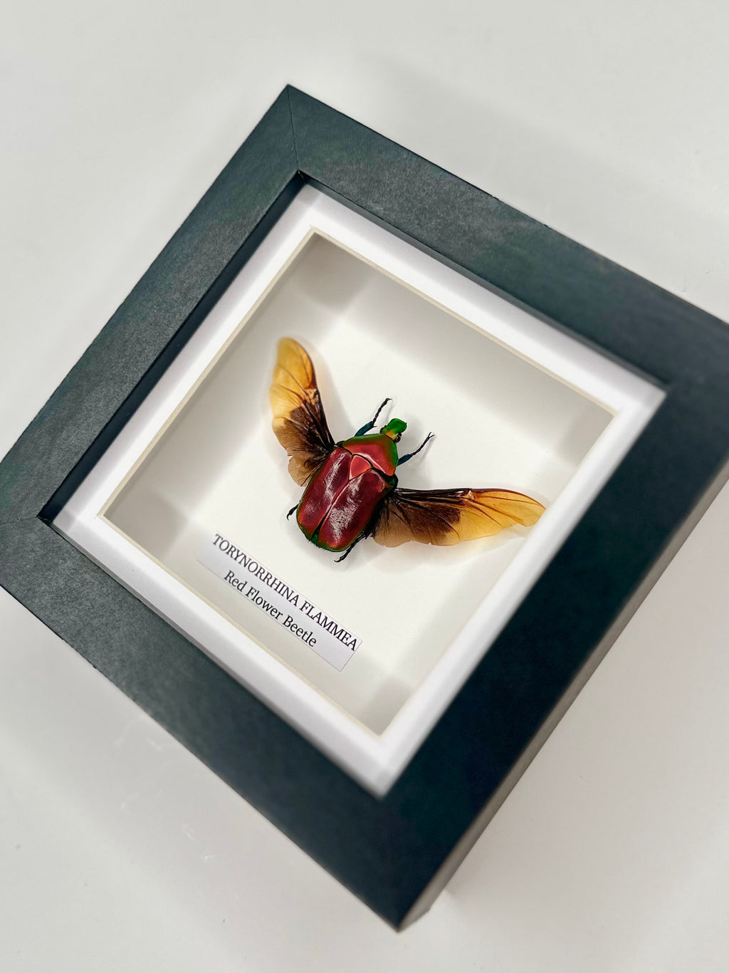 Red Flower Beetle | Torynorrhina Flammea | Small Frame - Insect Taxidermy Entomology Home Decor Framed Natural Art