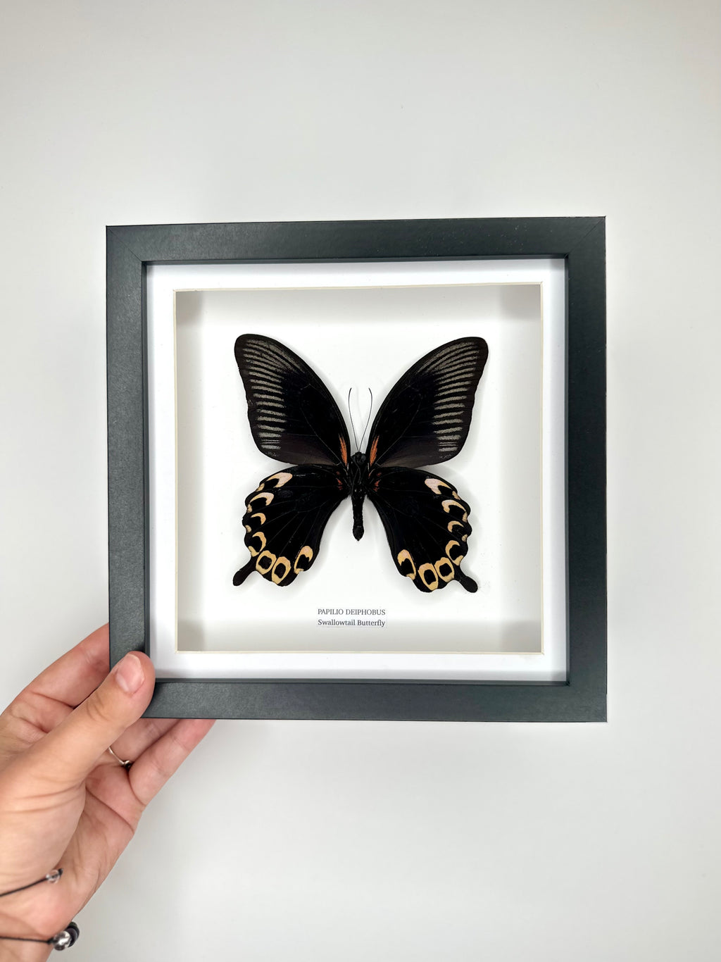 Deiphobus Swallowtail Butterfly | Papilio Deiphobus | Medium Frame - Taxidermy Entomology Home Decor Framed Natural Art