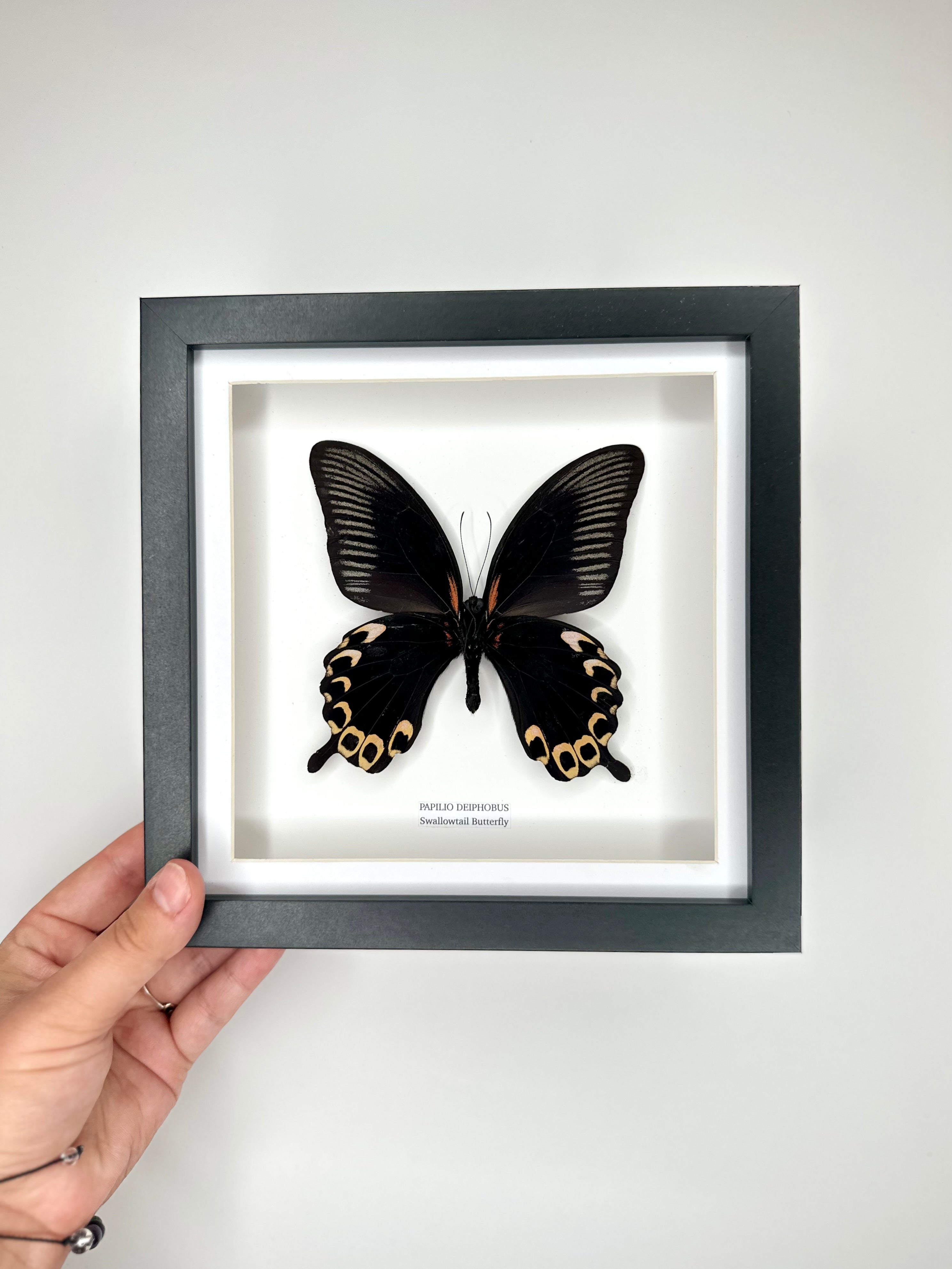 Deiphobus Swallowtail Butterfly | Papilio Deiphobus | Medium Frame - Taxidermy Entomology Home Decor Framed Natural Art