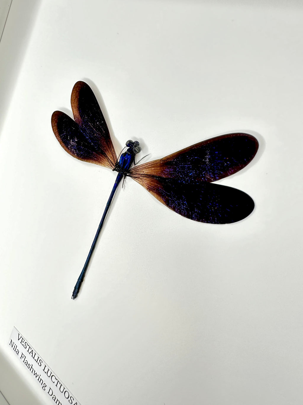 Nila Flashwing Damselfly | Vestalis Luctuosa | Medium Frame • Taxidermy Entomology Home Decor Framed Art