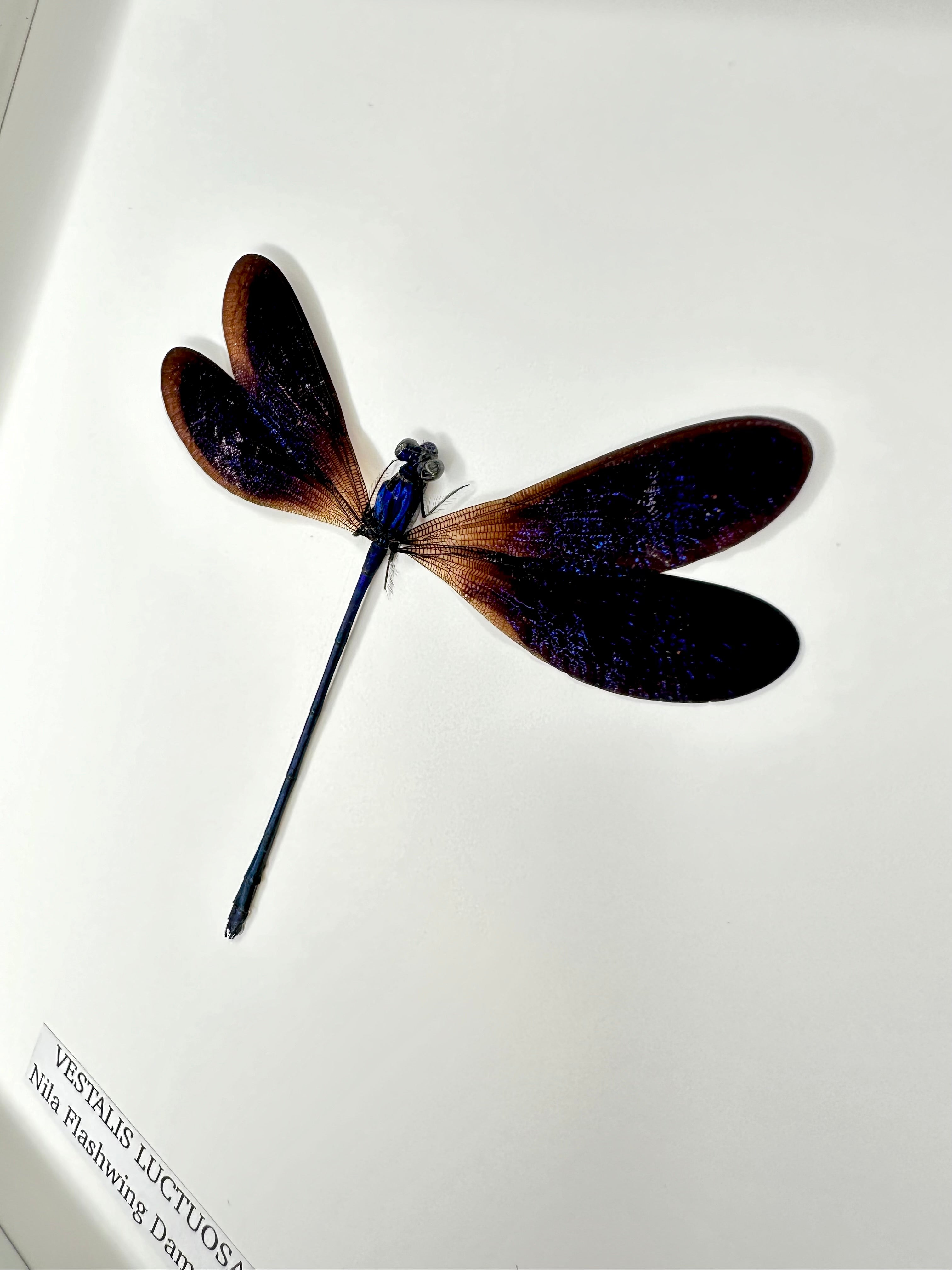Nila Flashwing Damselfly | Vestalis Luctuosa | Medium Frame • Taxidermy Entomology Home Decor Framed Art