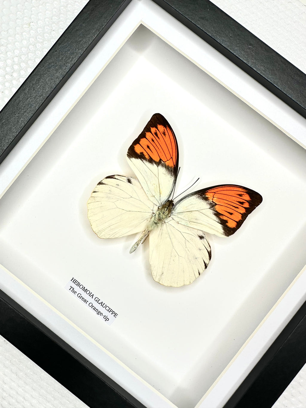 The Great Orange-tip | Medium Frame • Taxidermy Entomology Home Decor Framed Art