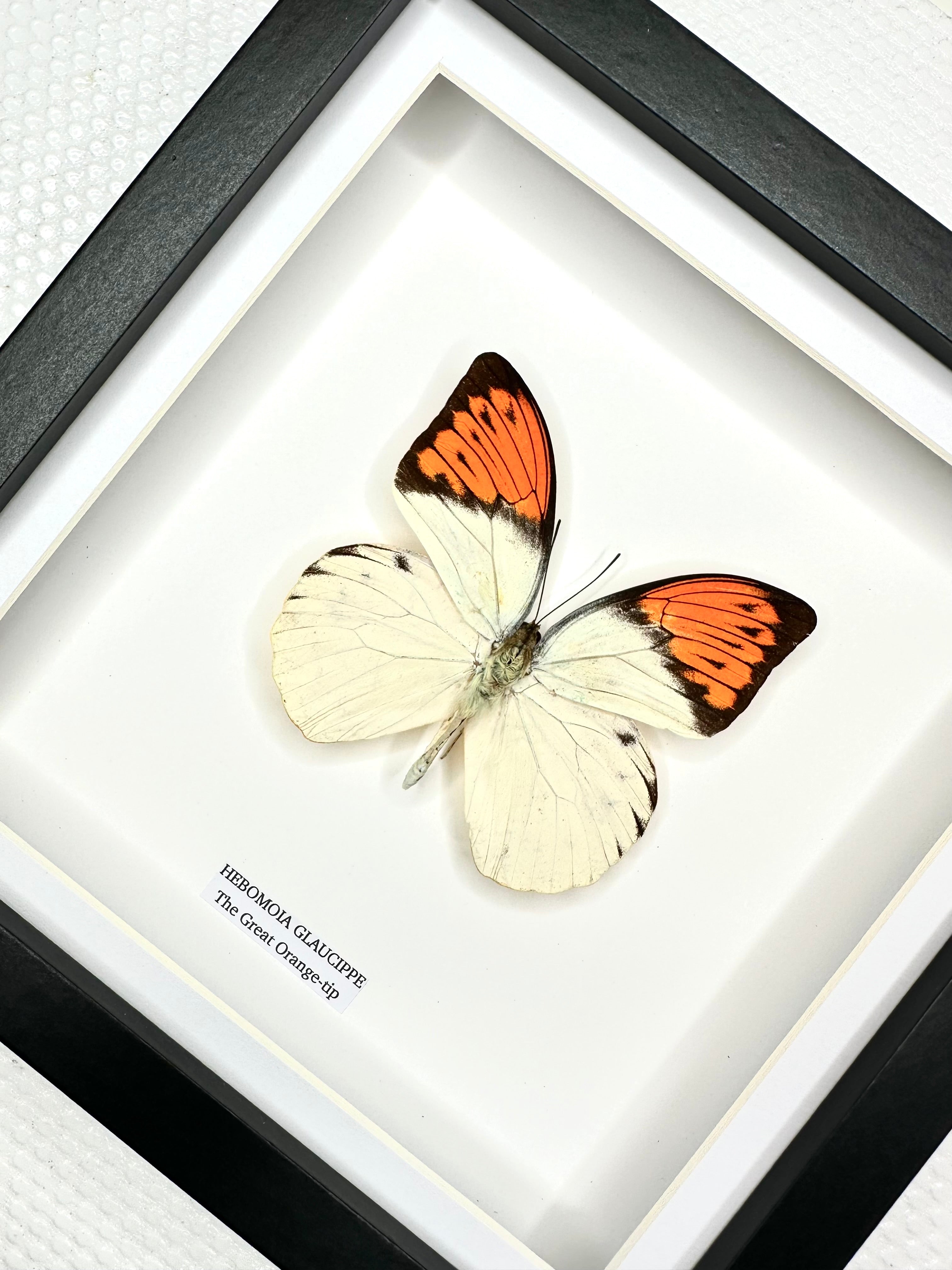 The Great Orange-tip | Medium Frame • Taxidermy Entomology Home Decor Framed Art