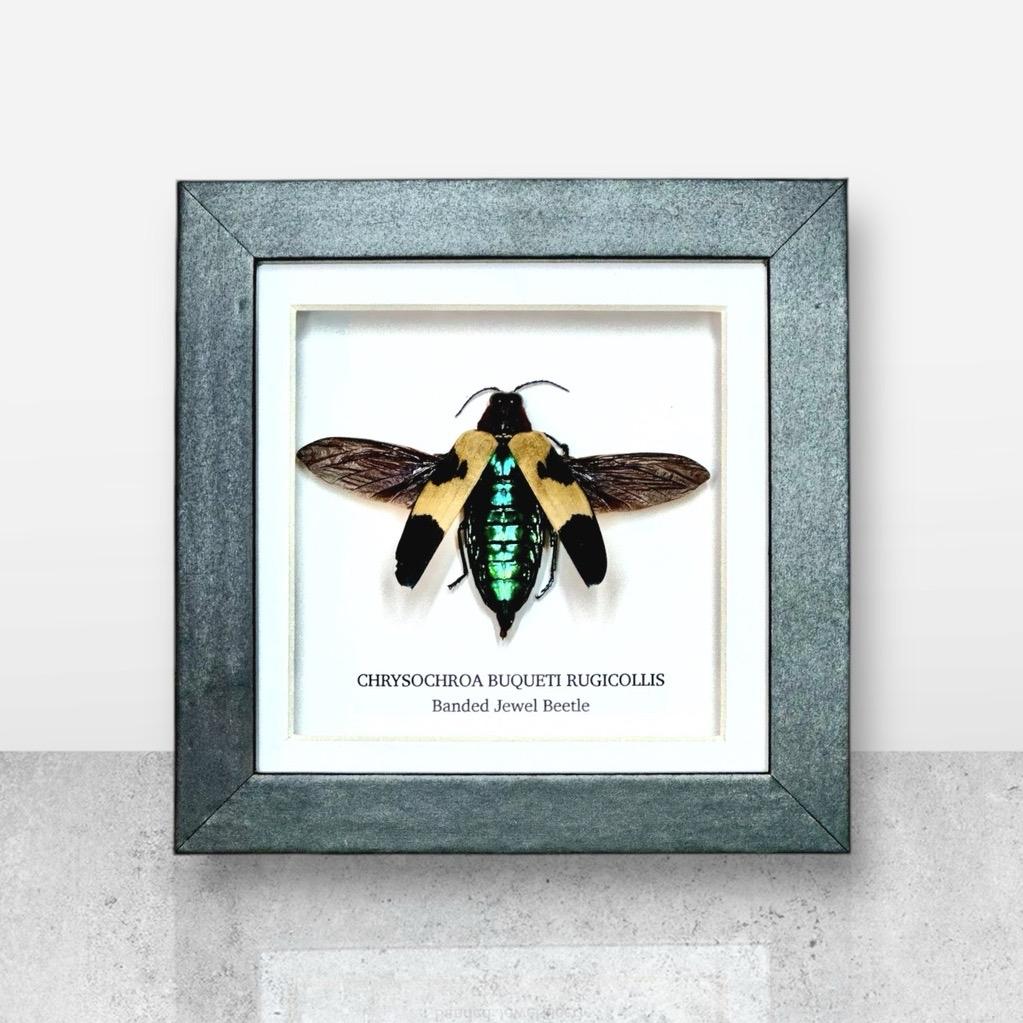 Banded Jewel Beetle | Small Frame • Taxidermy Entomology Home Decor Framed Art