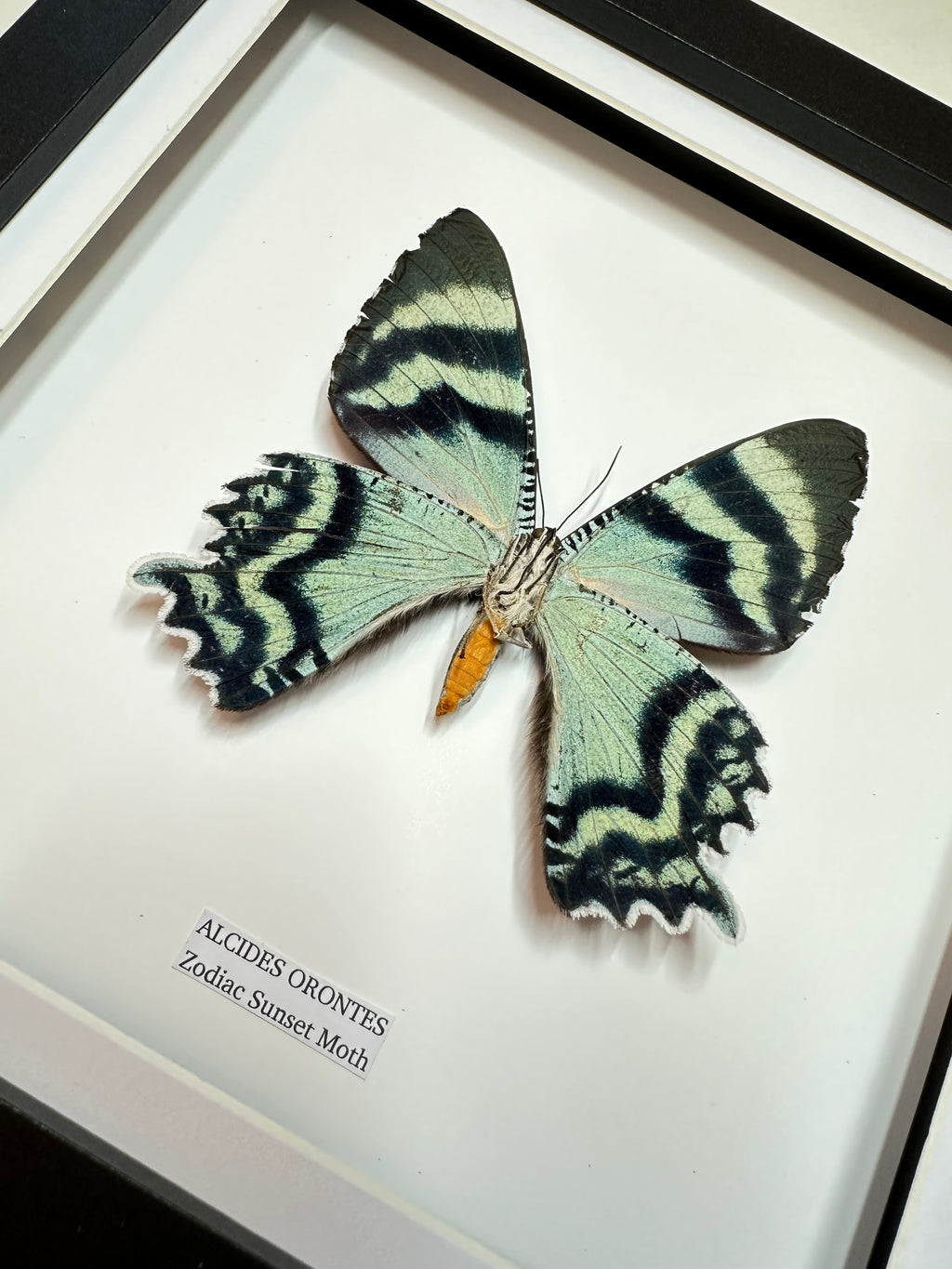Zodiac Sunset Moth Underwing | Alcides Orontes | Medium Frame • Taxidermy Entomology Home Decor Framed Art