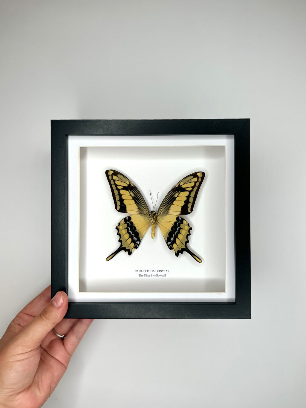 The King Swallowtail | Underwing Papilio Thoas | Medium Frame - Taxidermy Entomology Home Decor Framed Natural Art
