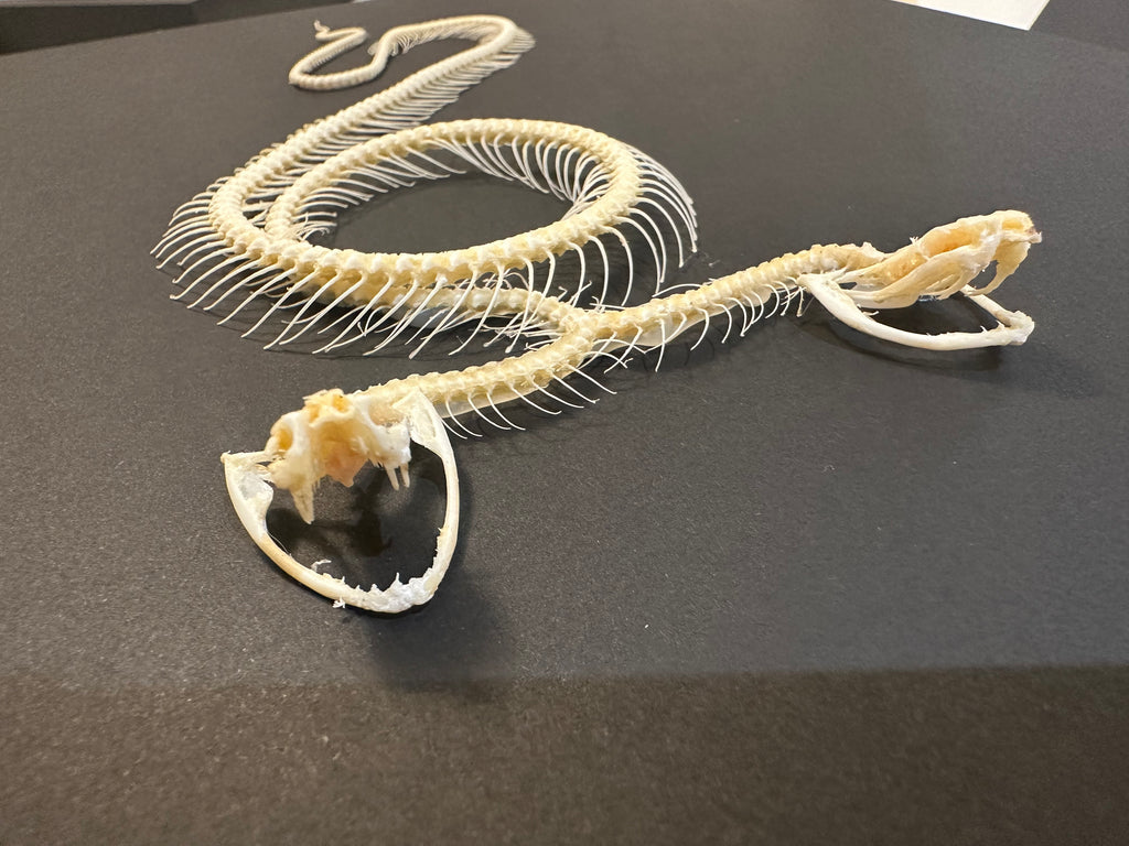 Two Headed White-lipped Pit Viper Snake | XLarge Frame • Taxidermy Entomology Home Decor Framed Art