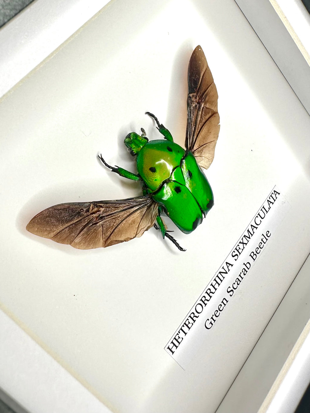 Green Scarab Beetle | Heterorrhina sexmaculata | Small Frame - Insect Taxidermy Entomology Home Decor Framed Natural Art