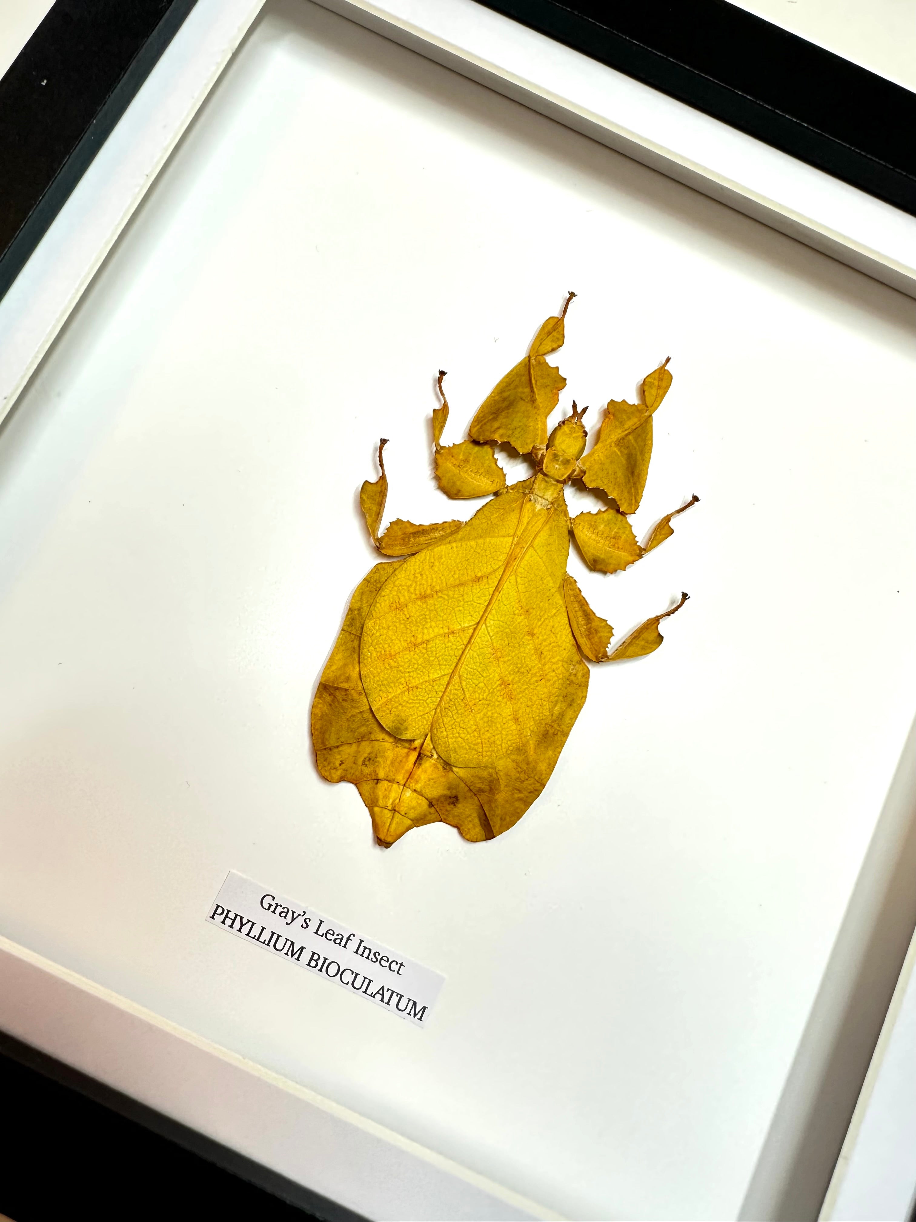 Yellow Gray’s Leaf Insect | Phyllium Bioculatum | Medium Frame • Taxidermy Entomology Home Decor Framed Art